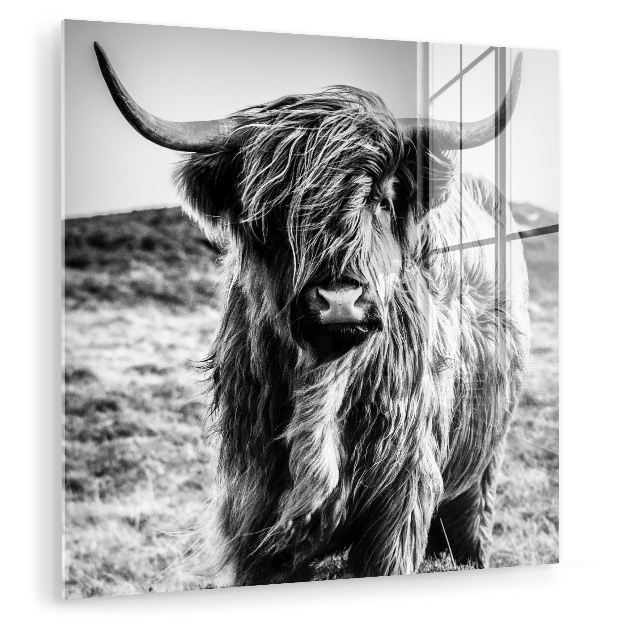 MuchoWow Acrylglasbild Schottischer Highlander - Natur günstig online kaufen