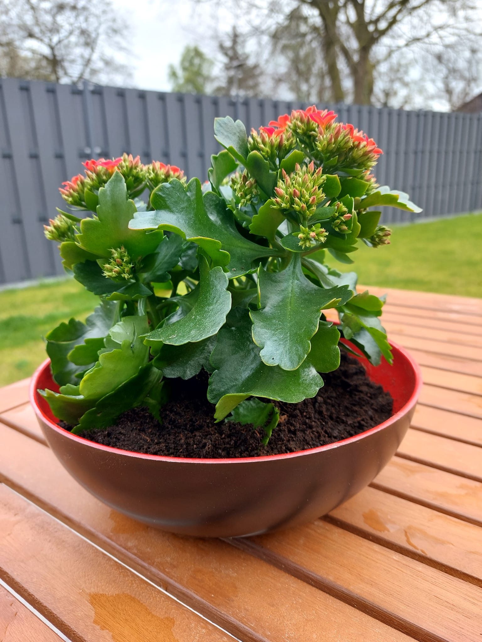 Friedrich Klocke GmbH Pflanzschale schöner großer Übertopf für Blumen im Haus und Garten in rot schwarz (1 Stück), innen rot hochglanz, außen schwarz matt, outdoor