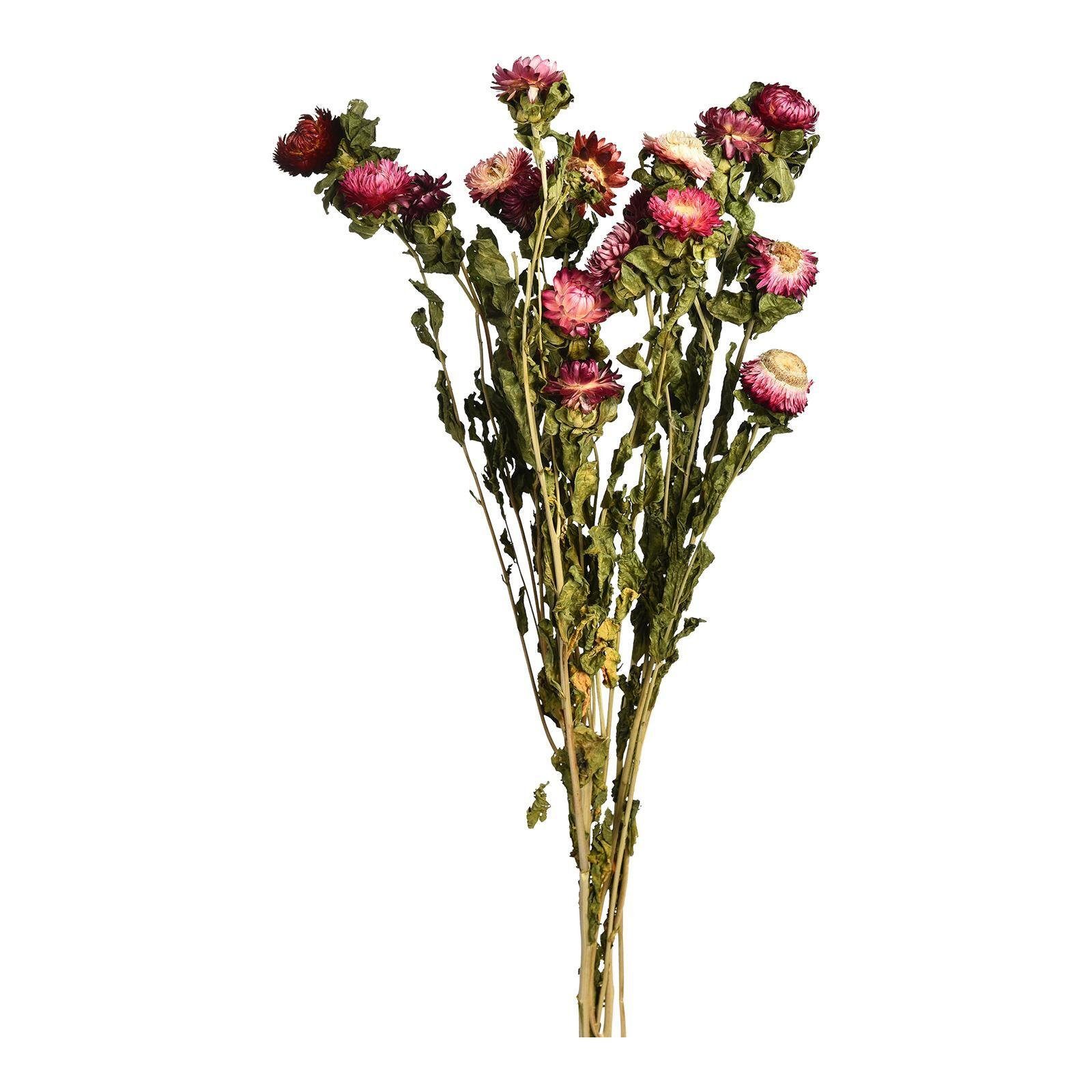 Trockenblume Trockenblumenbund Strohblumen, Depot, aus Trockenblume, L 70 Zentimeter