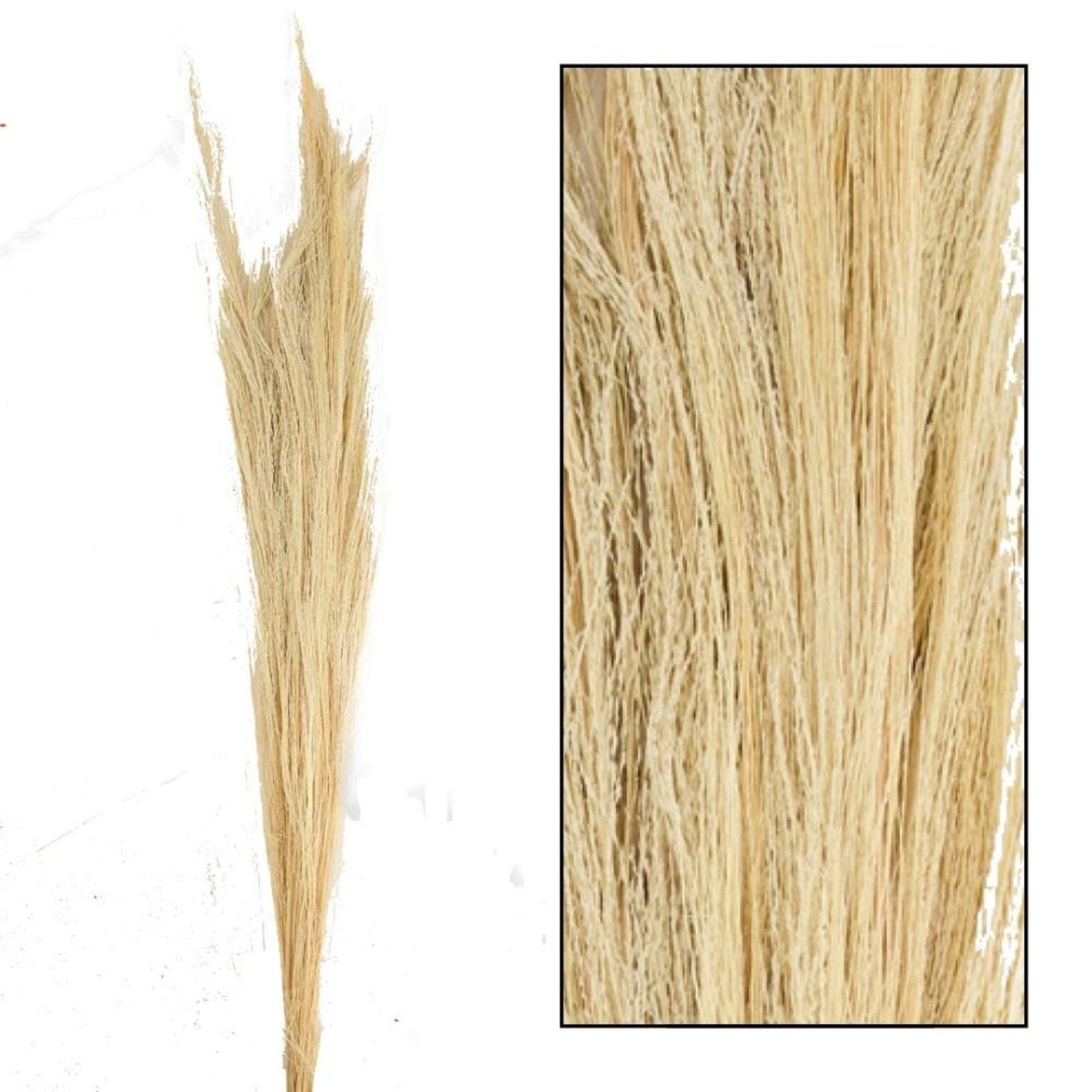 Trockenblume Ginstergras hell natur grass cm -100g, Thysanolaena 90-105 DIJK Broom - - 