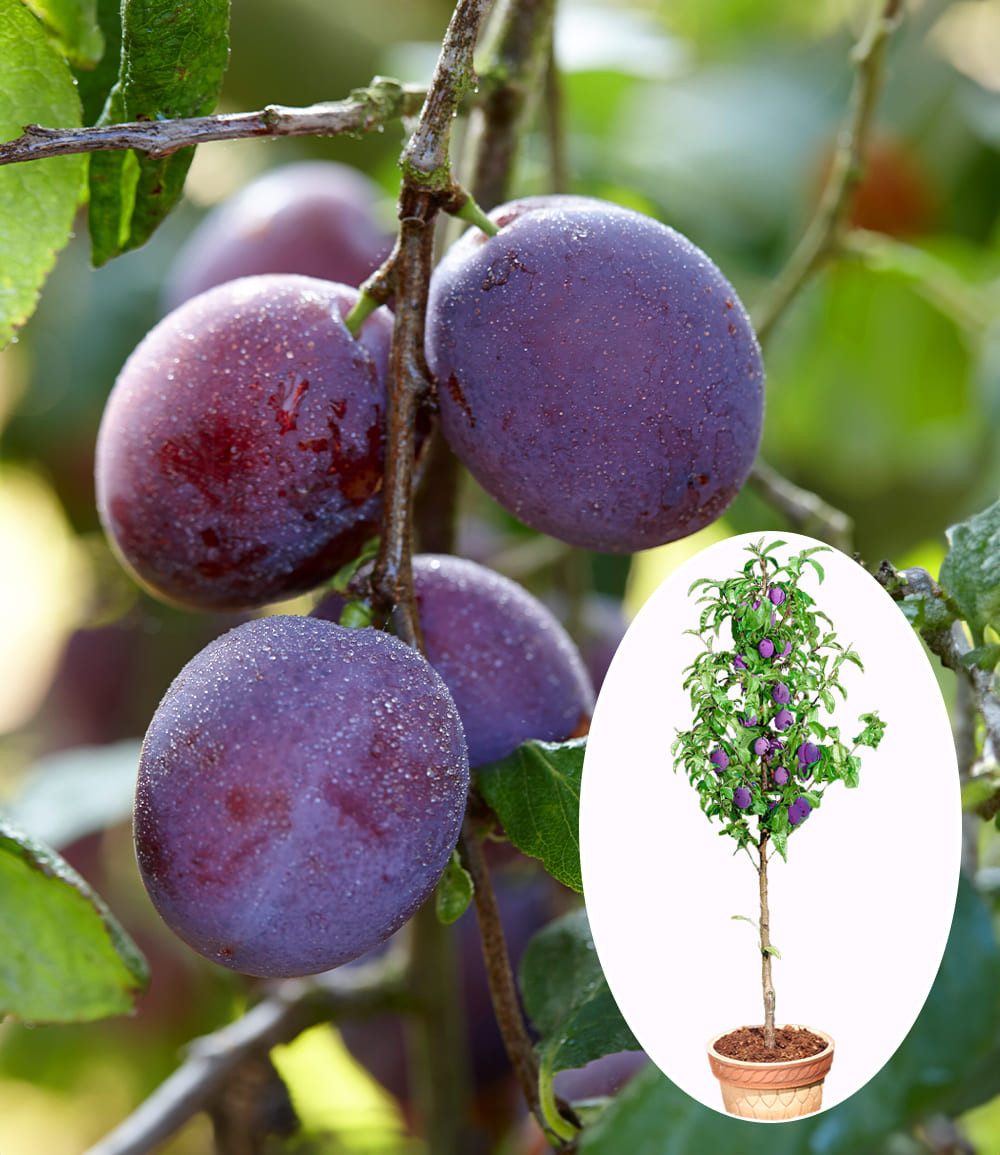 BALDUR Garten Obstpflanze Säulen-Pflaume 'Black Amber', 1 St., Selbstbefruchtend,winterhart, mehrjährig, pflegeleicht – Bild 3 von 3