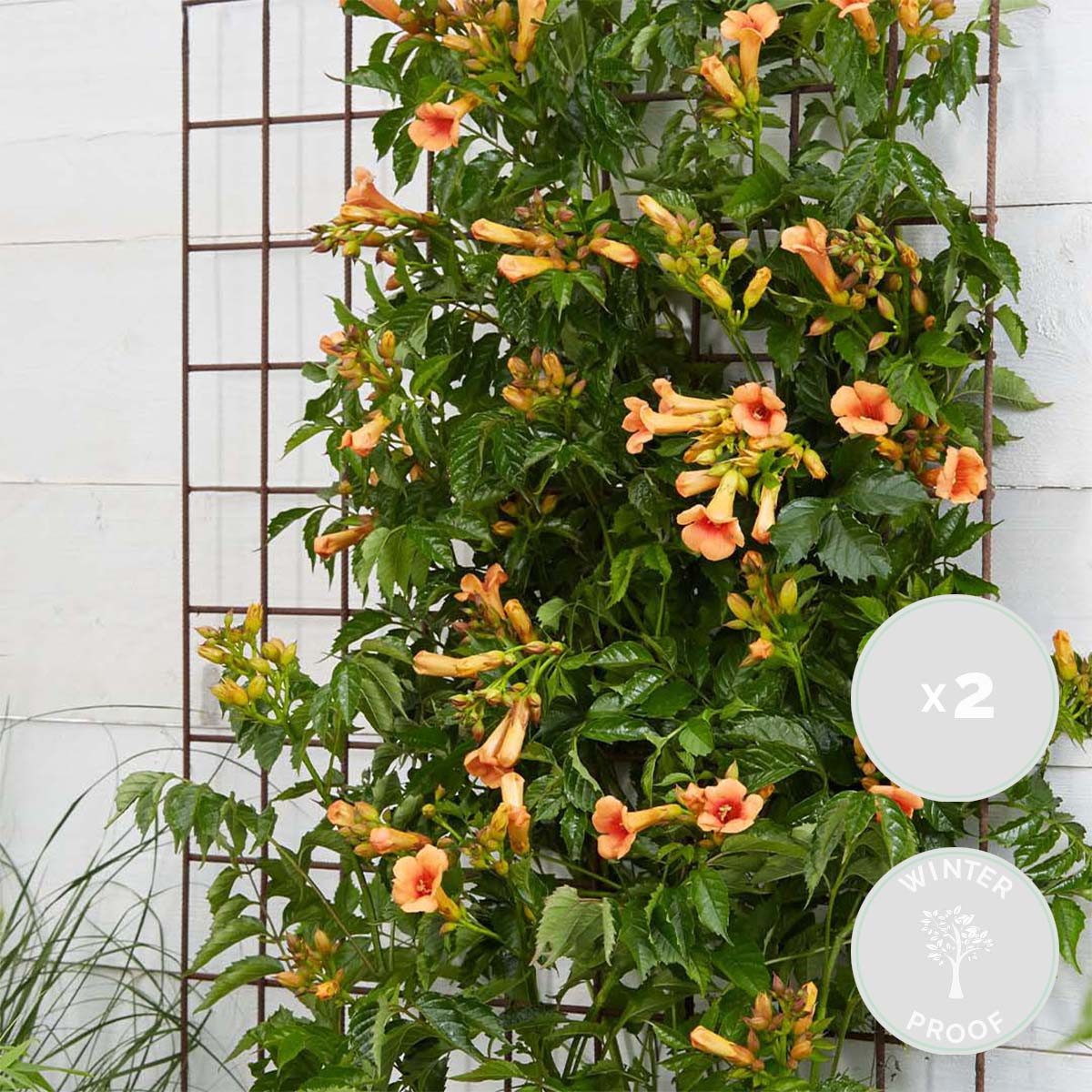 Bloomique Kletterpflanze 2er-Set Campsis Radicans Galen, Trompetenblume, 50-70 cm, Topf 15 cm, 2 St.