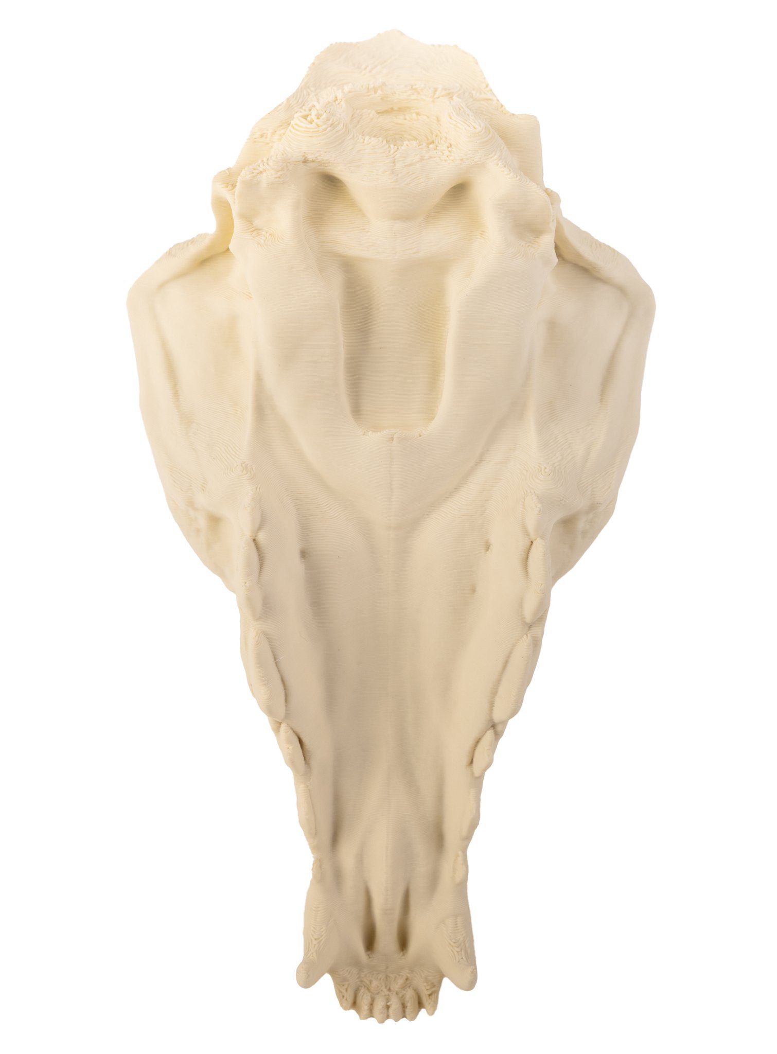 Andracor Dekoobjekt 3D-Druck Fuchsschädel - 16 cm - Halloween Skelett, Halloween Skelett