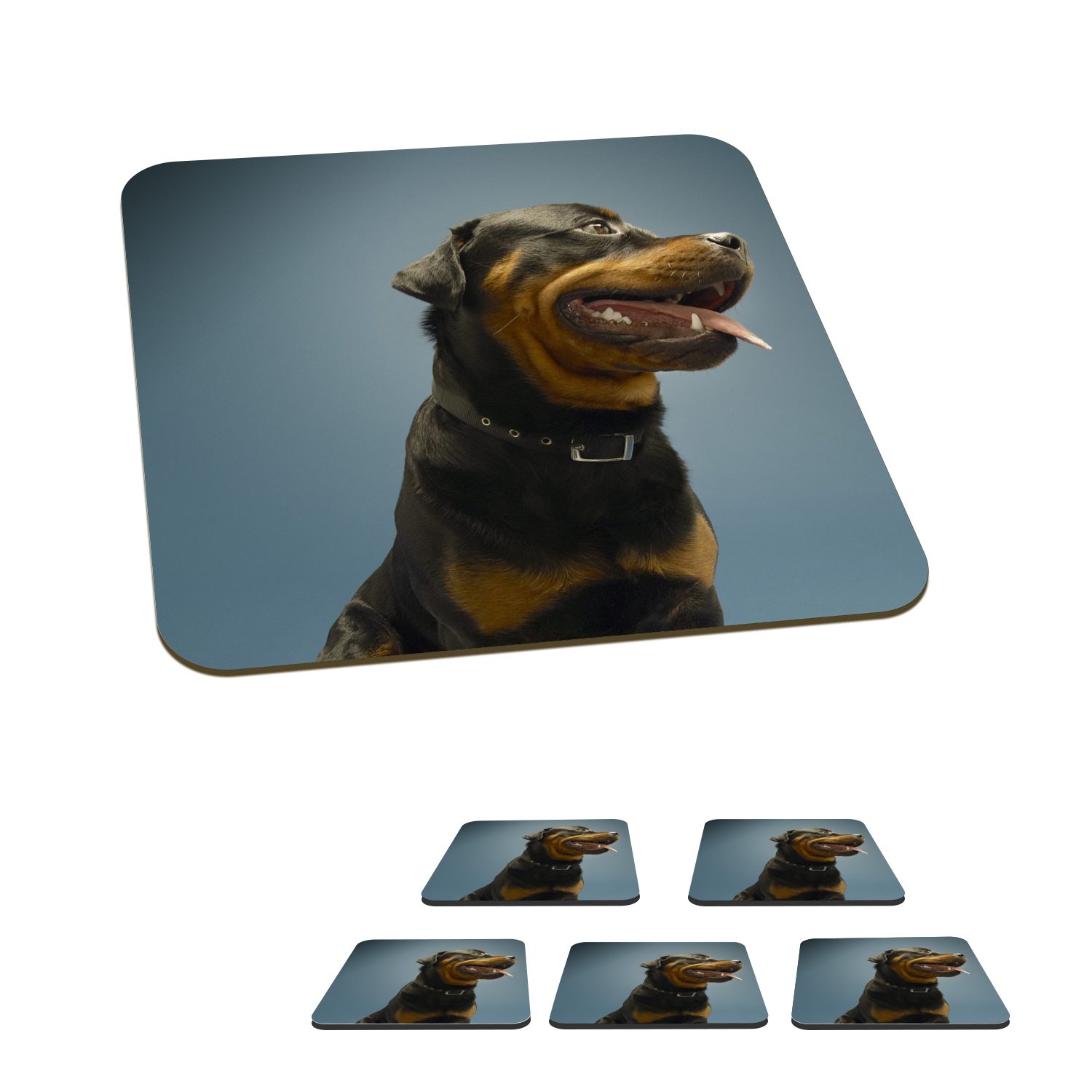 MuchoWow Glasuntersetzer Studiofoto eines Rottweilers auf blauem Hintergrund, Zubehör für Gläser, 6-tlg., Glasuntersetzer, Tischuntersetzer, Korkuntersetzer, Untersetzer, Tasse