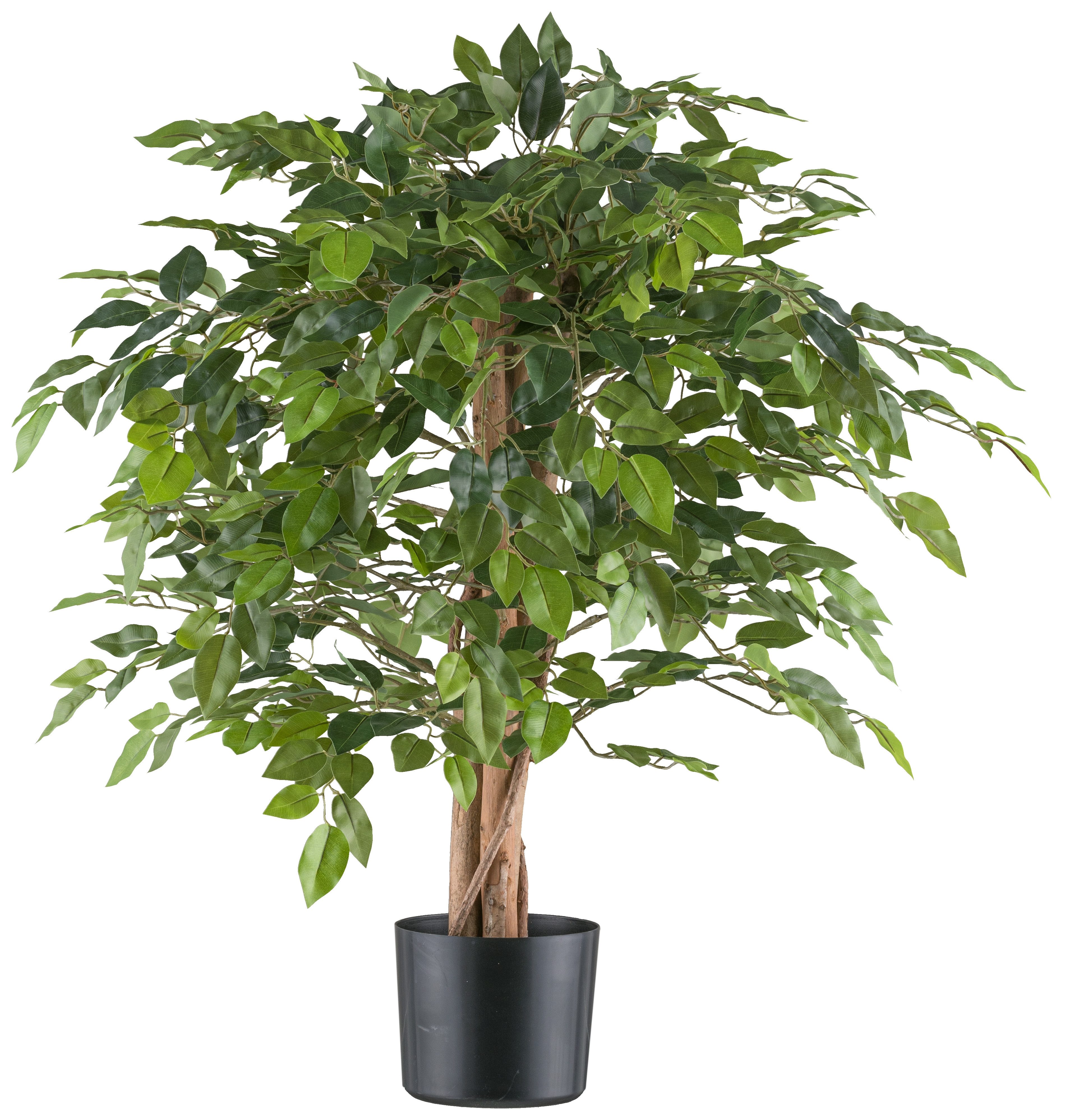 Kunstpflanze Ficus benjamina, Creativ green, Höhe 85 cm, mit Naturstamm günstig online kaufen