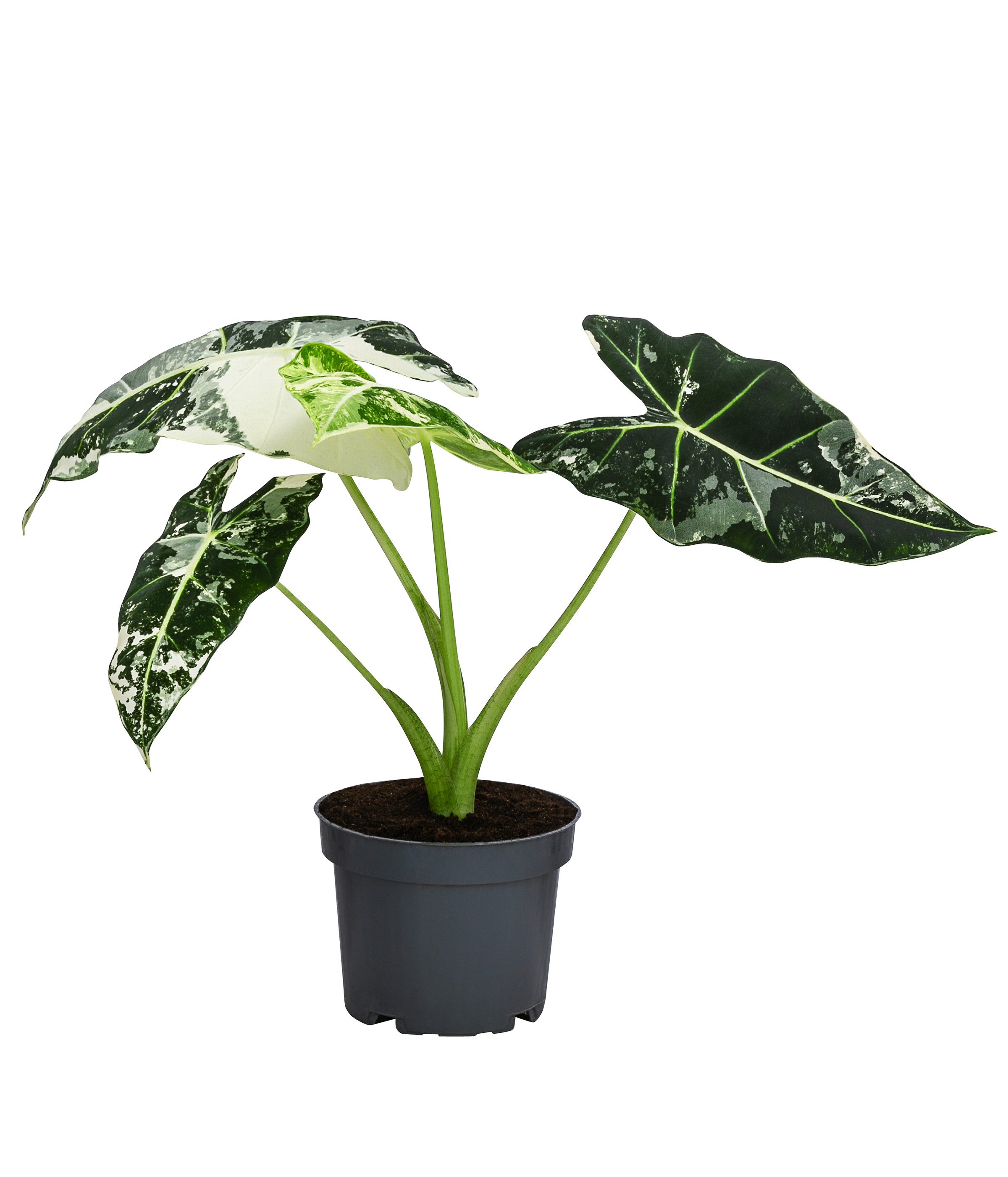 Dehner Zimmerpflanze Pfeilblatt, Alocasia micholitziana Frydek, ca. 15 cm, Ø Topf 12 cm, Pflanzen-Rarität mit außergewöhnlicher Blattzeichnung