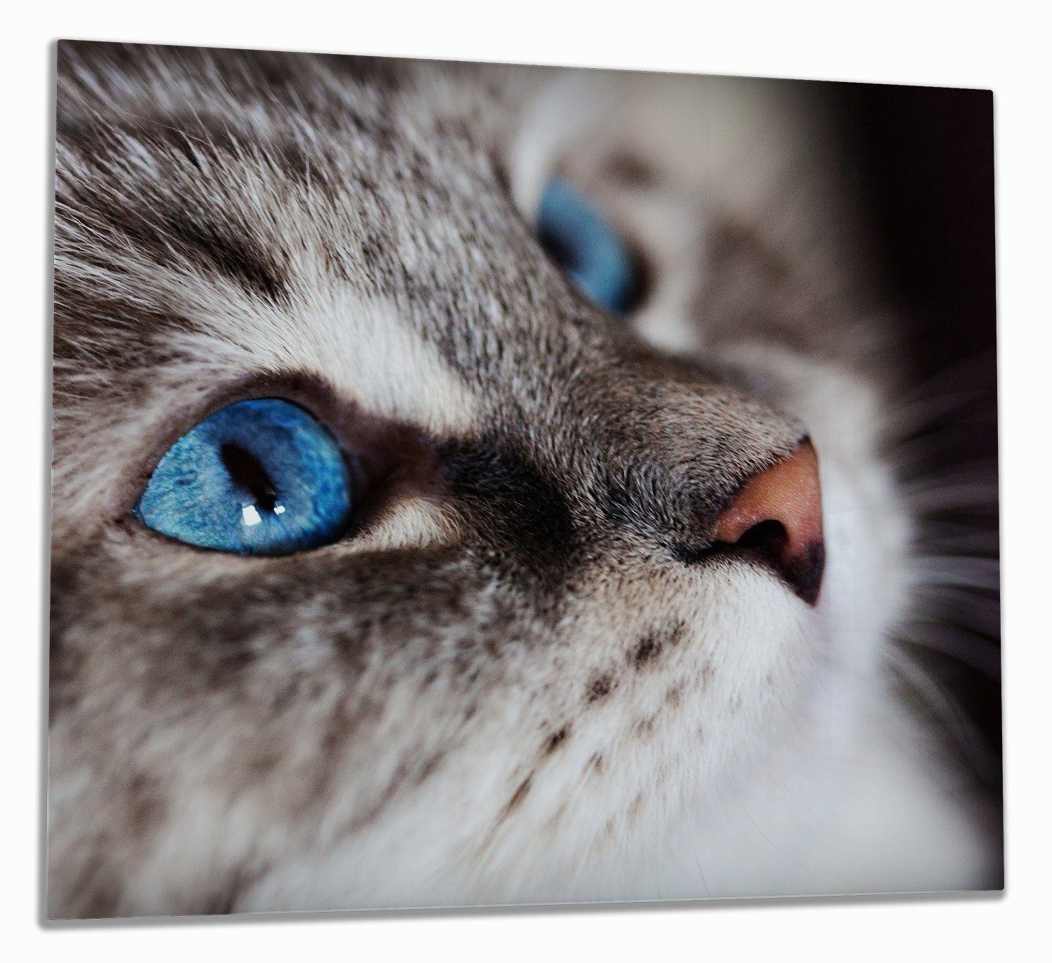 Wallario Herd-Abdeckplatte Katze mit strahlend blauen Augen, ESG-Sicherheitsglas, (Glasplatte, 1 tlg., inkl. 5mm Noppen), verschiedene Größen