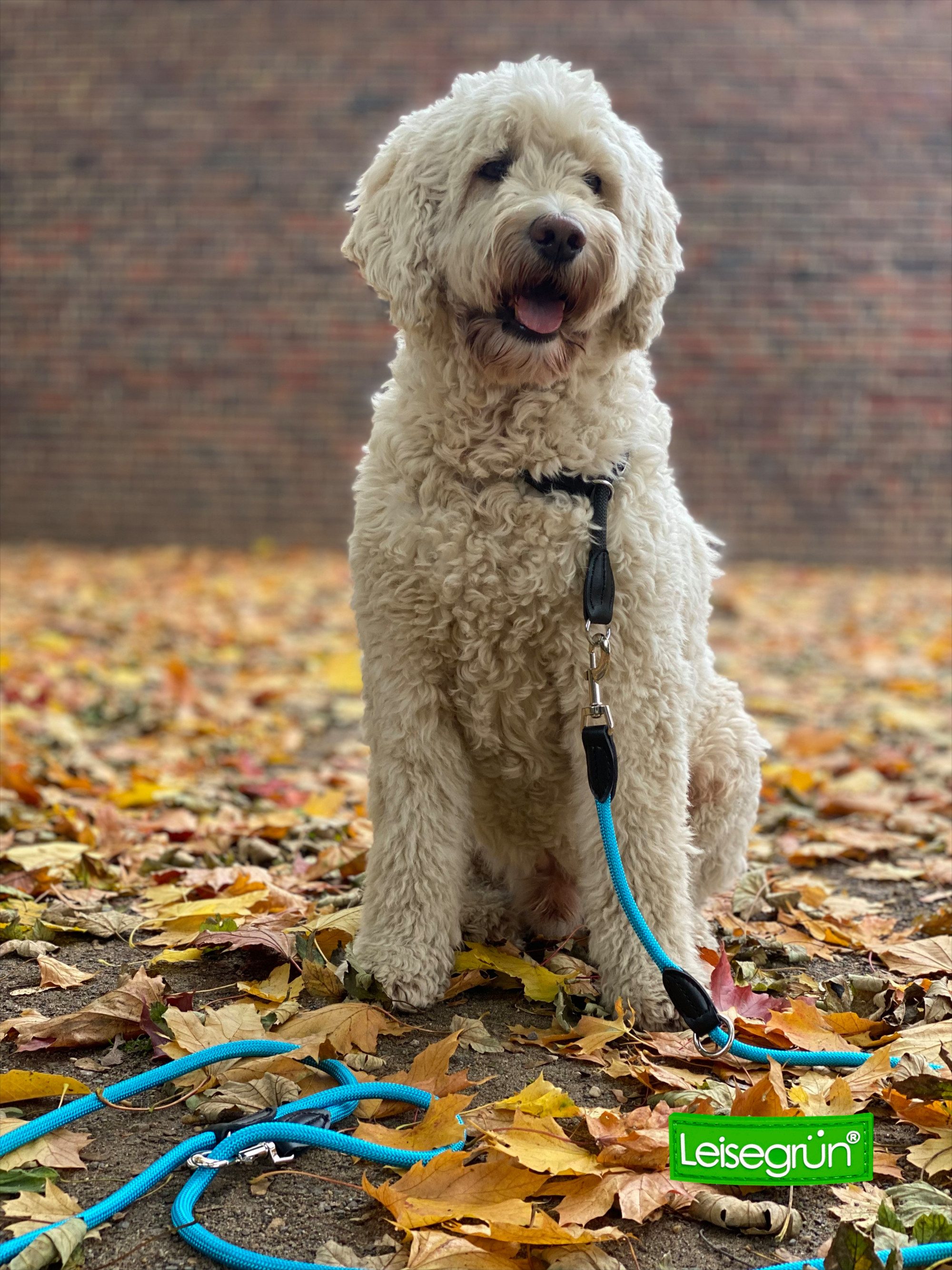 Leisegrün Hundeleine für große Hunde, 3m, 3-fach verstellbar, Nylon, Doppelleine für 2 Hunde, Führleine, Freihandleine, Trainingsleine – Bild 5 von 5