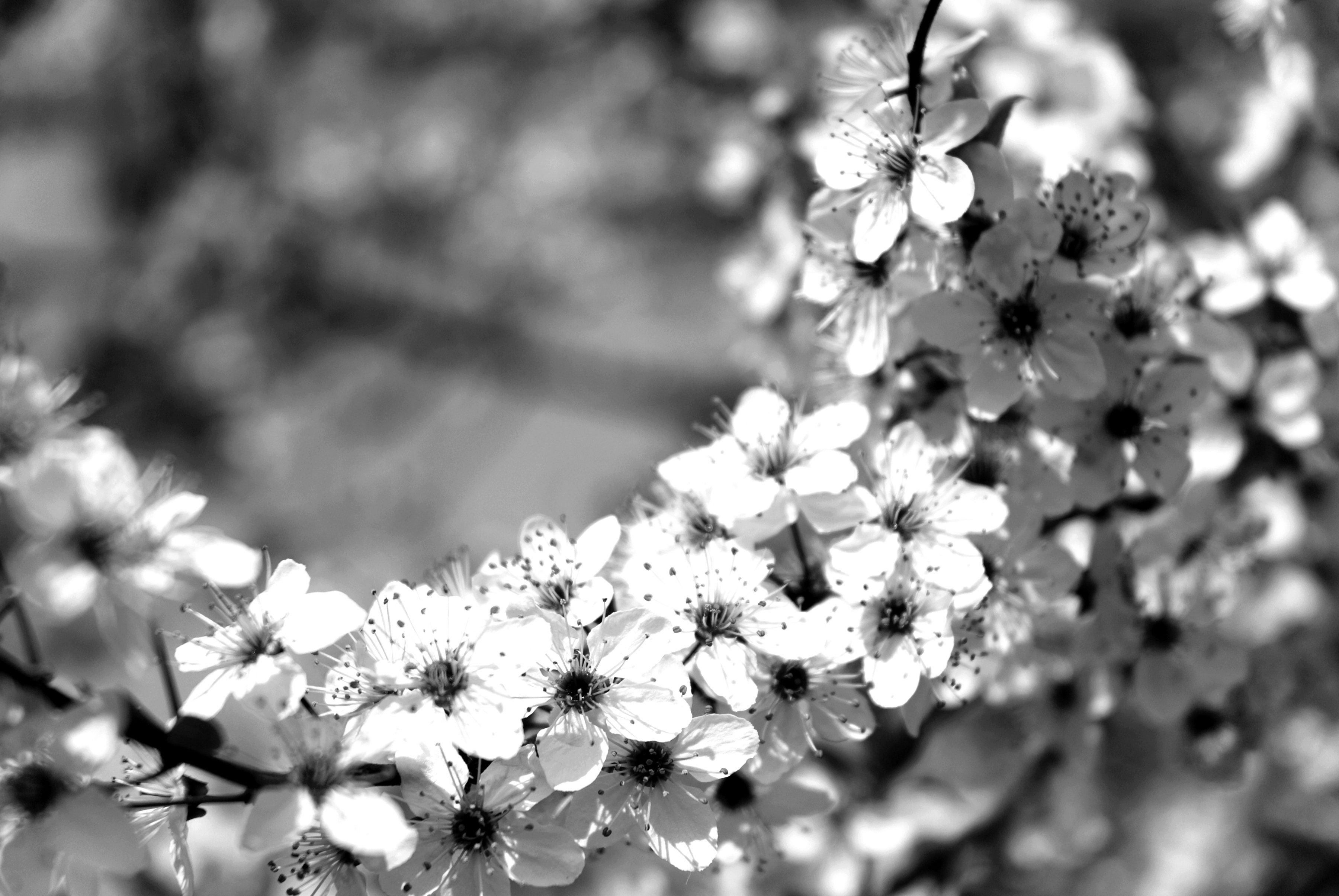 Papermoon Fototapete Blumen Schwarz & Weiß