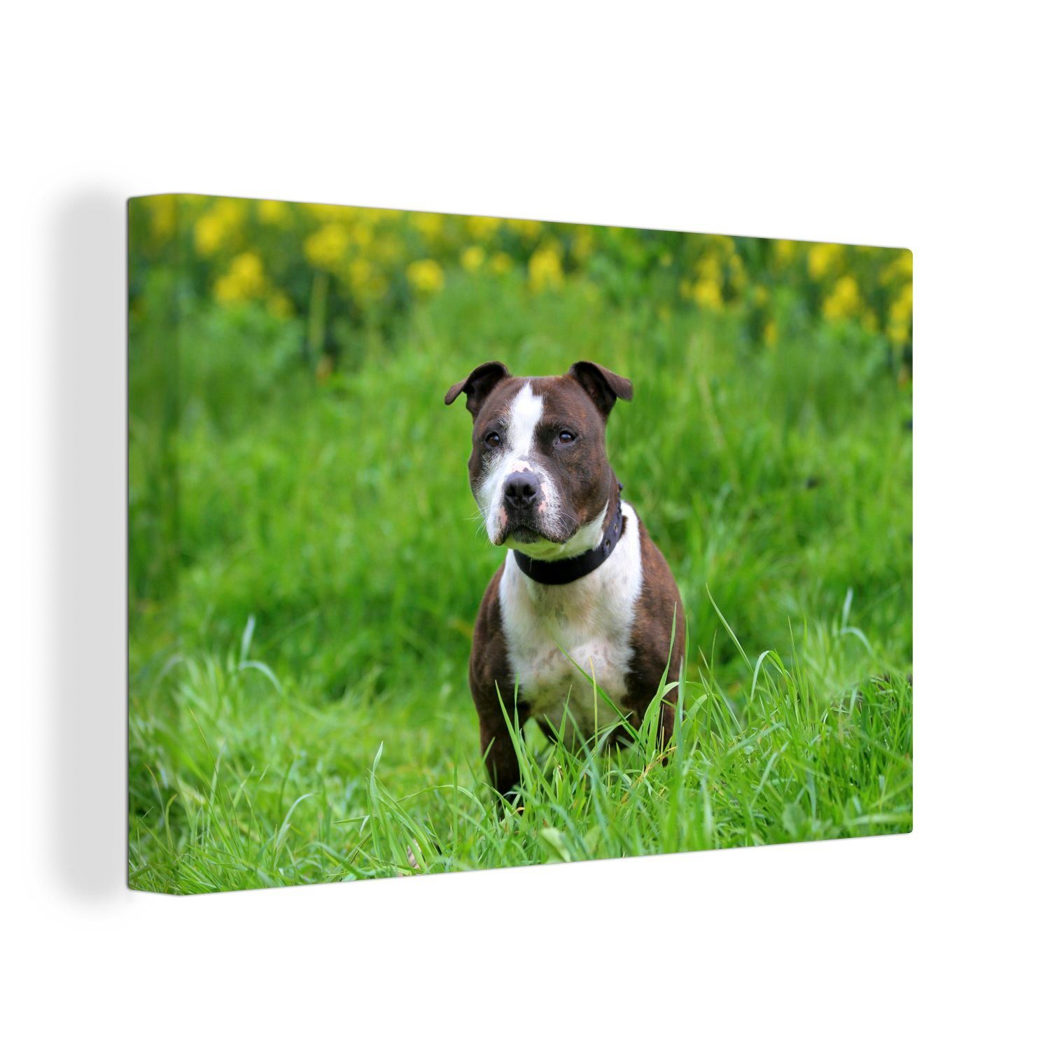 OneMillionCanvasses® Leinwandbild Ein Staffordshire Bull Terrier im grünen Gras, (1 St), Wandbild Leinwandbilder, Aufhängefertig, Wanddeko, 30x20 cm