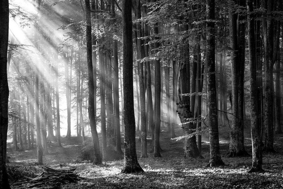 Papermoon Fototapete »Wald Schwarz & Weiß«, samtig, Vliestapete
