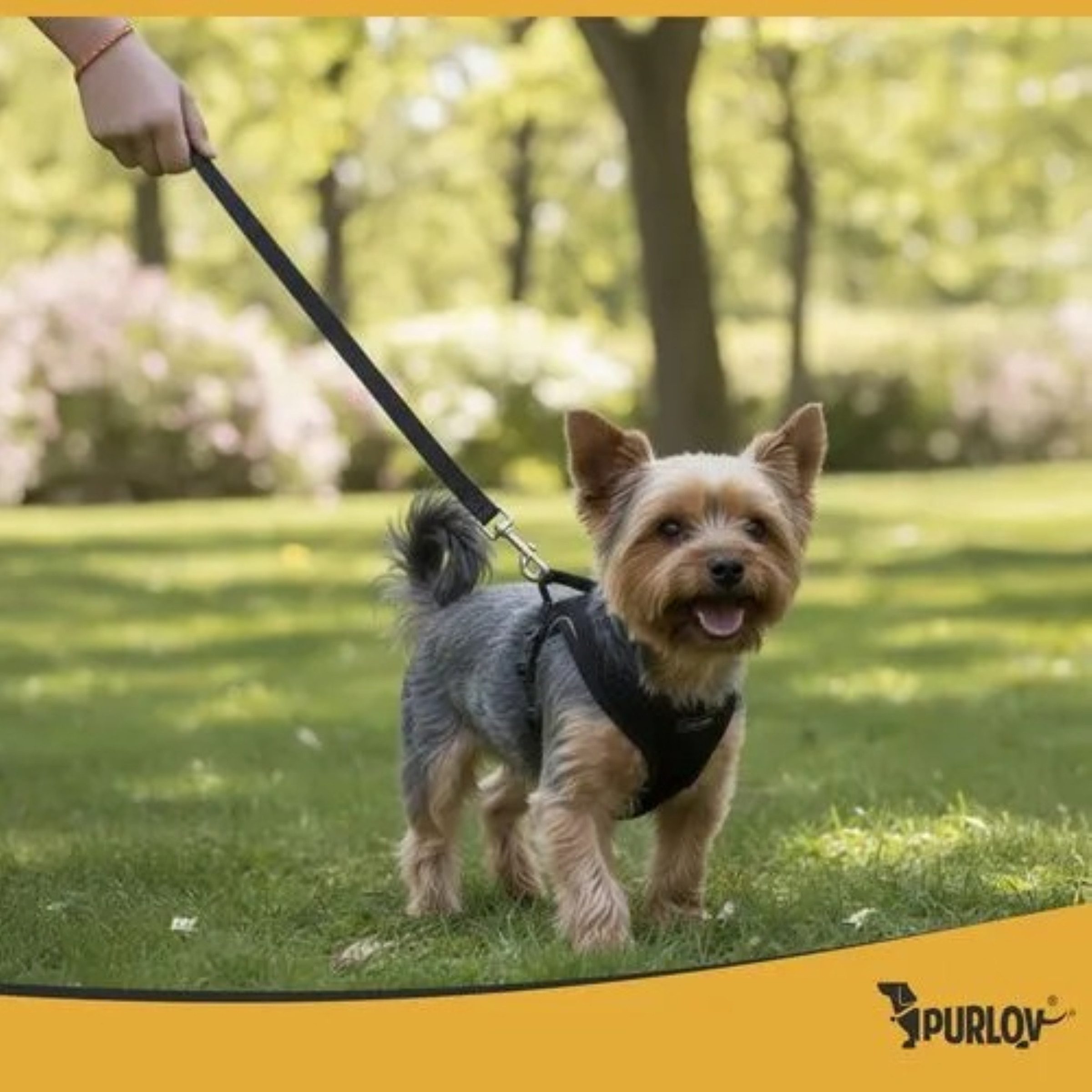 Purlov Geschirr Hundegeschirr Katze Geschirr Set mit Leine reflektierend Größe S, reflektierend verstellbar leicht robust mit Leine Größe S Komfort
