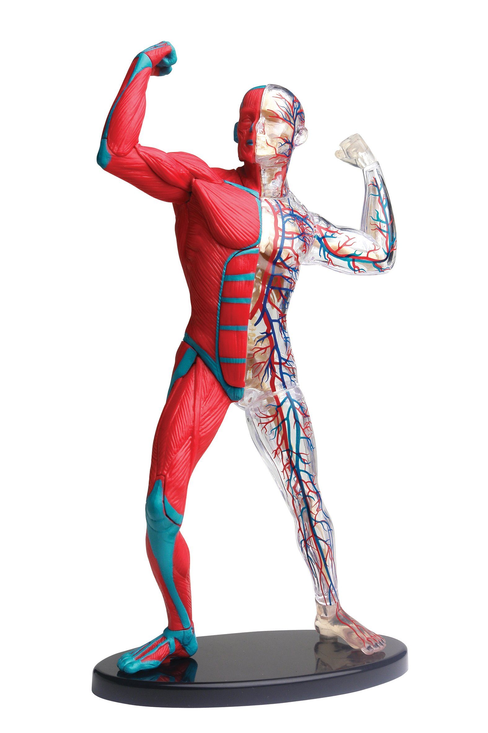 Muskeln, cm Experimentierkasten Blutbahnen Modell und (1-tlg) 19 Anatomisches Bausatz, Knochen Edu-Toys mit