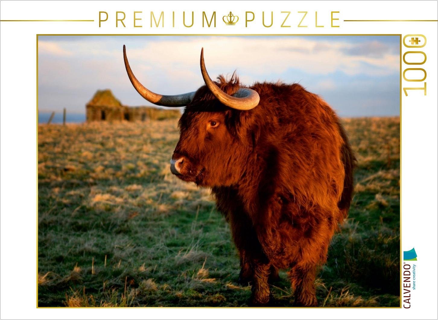 CALVENDO Puzzle CALVENDO Puzzle Schottisches Hochland Rind - Highland Cattle in Caithness 1000 Teile Lege-Größe 64 x 48 cm Foto-Puzzle Bild von Martina Cross, 1000 Puzzleteile