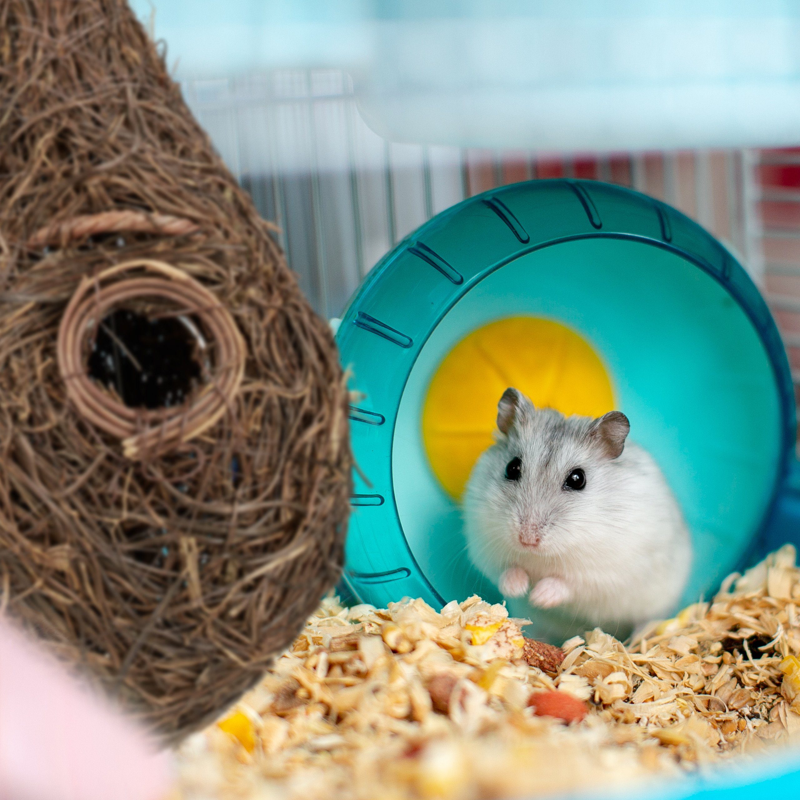 relaxdays Vogelhaus Vogelnest in Tropfenform günstig online kaufen