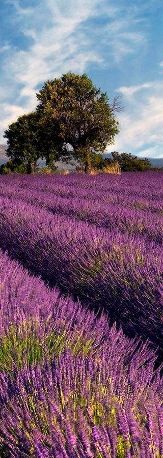 living walls Fototapete Lavendelfeld in der Schräge St), Wand, (1 Vlies, Provence, glatt