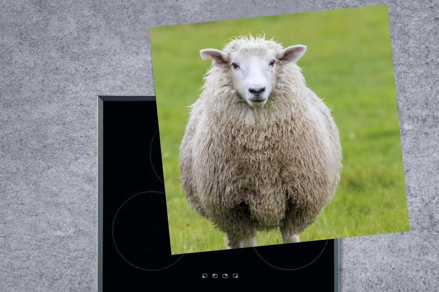 Gras cm, Schafe Vinyl, MuchoWow Herdblende-/Abdeckplatte küche - tlg), Nutztier, 78x78 Arbeitsplatte (1 für - Ceranfeldabdeckung,