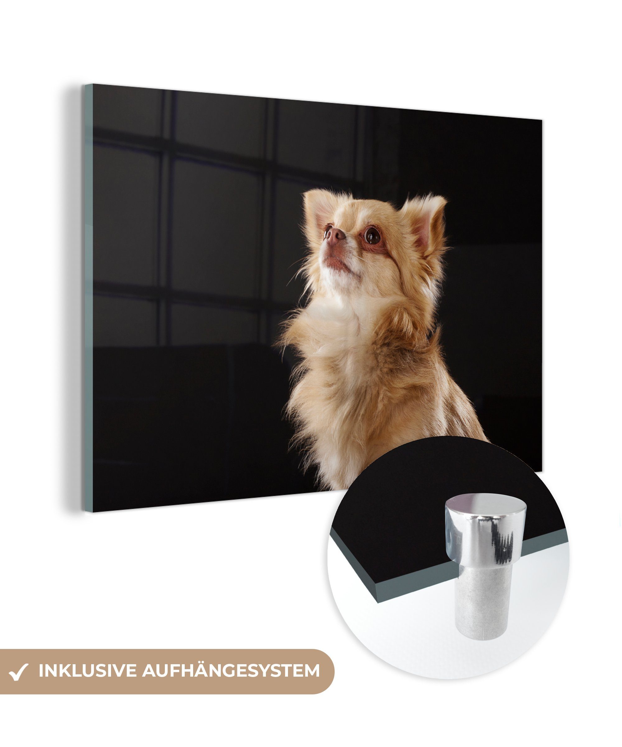 MuchoWow Acrylglasbild Chihuahua auf schwarzem Hintergrund, (1 St), Acrylglasbilder Wohnzimmer & Schlafzimmer