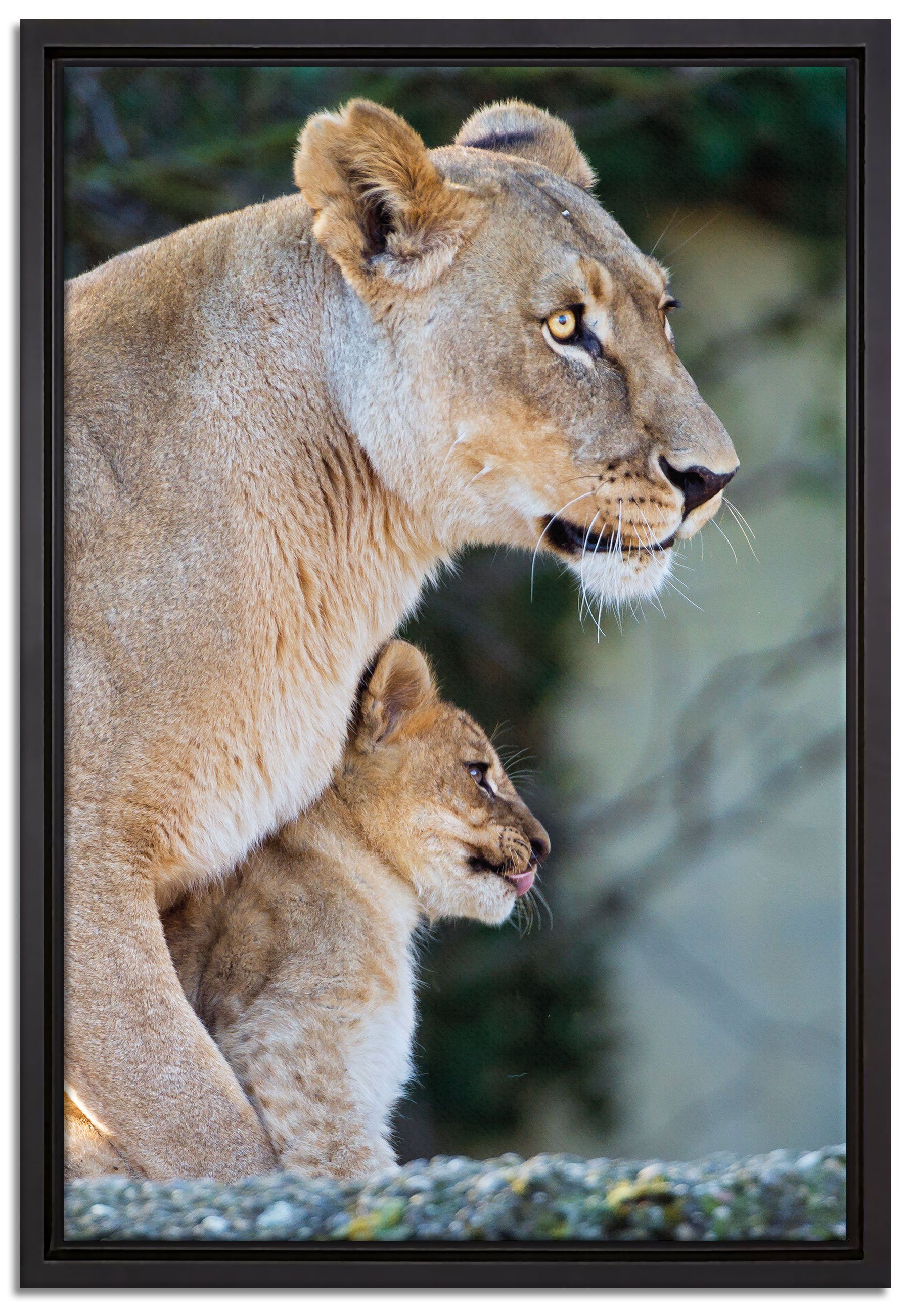 Pixxprint Leinwandbild Löwenmutter mit Jungtier, Wanddekoration (1 St), Leinwandbild fertig bespannt, in einem Schattenfugen-Bilderrahmen gefasst, inkl. Zackenaufhänger