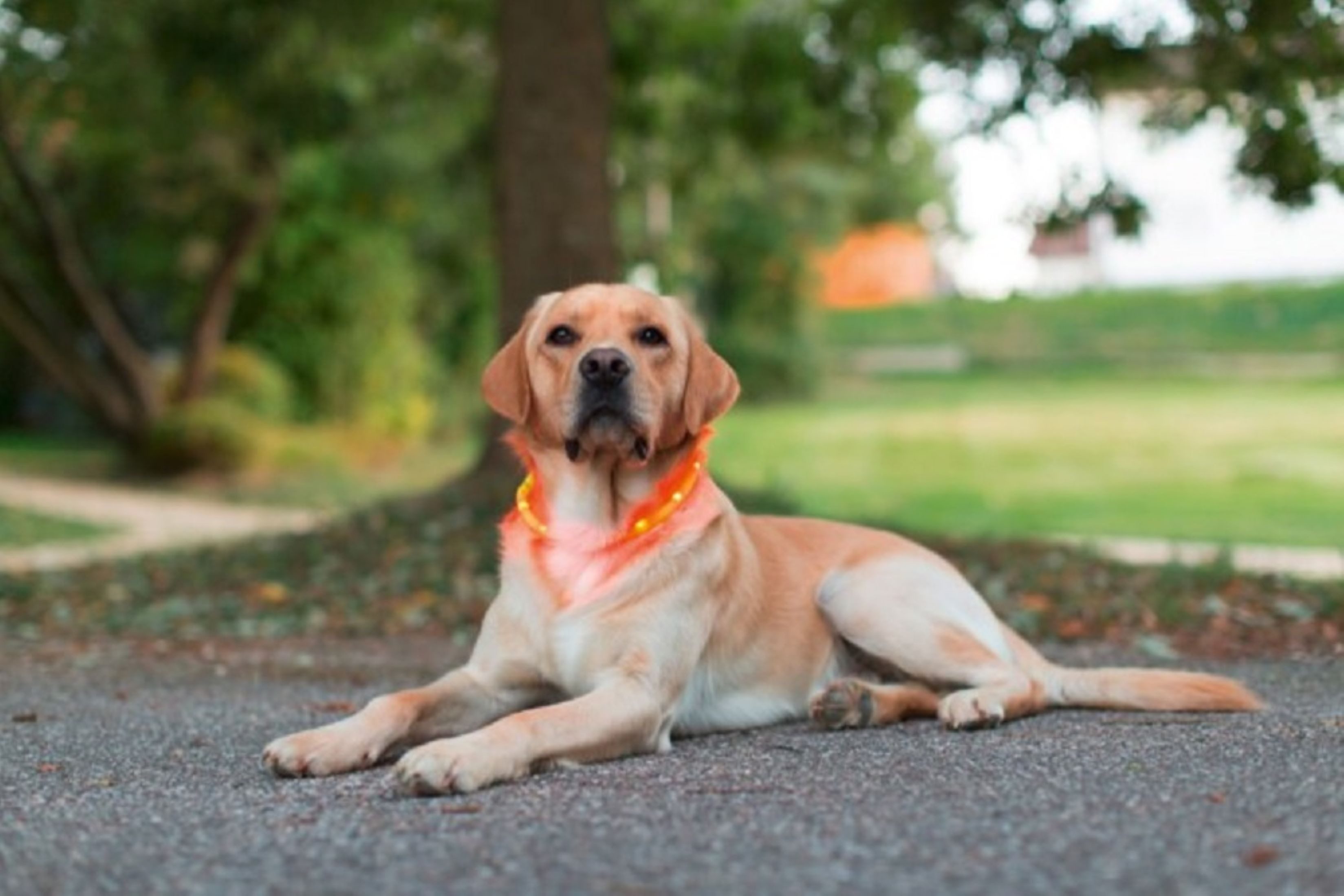 Thumbnail - Kerbl Hunde-Halsband Maxi Safe LED Halsband gelb Kerbl 81190