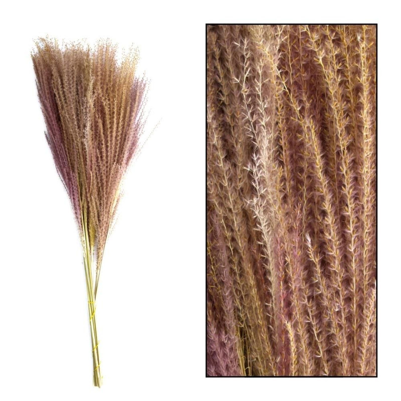 Trockenblume Chinaschilf lila - Miscanthus Stück, - 10 cm 75 DIJK 