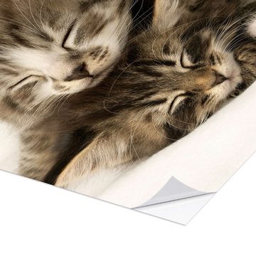 Posterlounge Wandfolie Greg Cuddiford, Zwei schlafende Kätzchen, Kindermotive