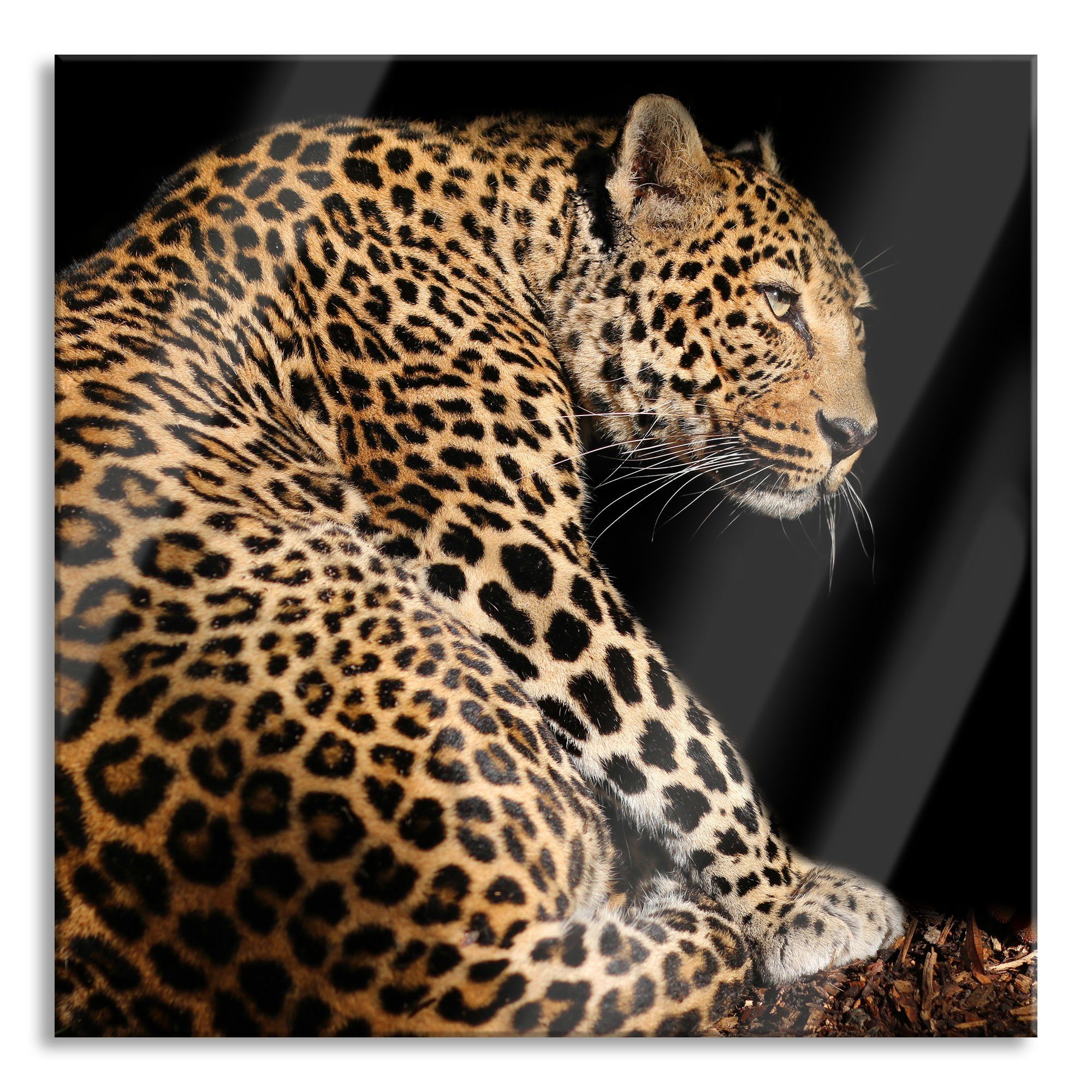 und Abstandshalter Pixxprint Leopard Glasbild inkl. Echtglas, (1 aus Anmutiger Anmutiger Aufhängungen St), Leopard, Glasbild