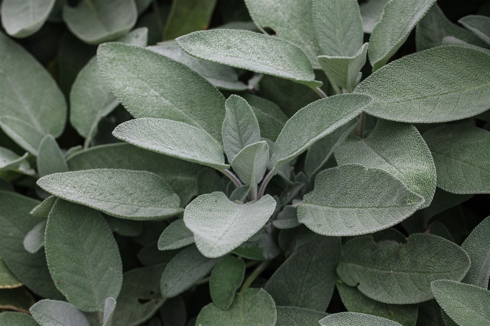 Pflanzen für Dich Staude Salvia off. Würzburg, 1 St., Echter Salbei, Küchensalbei, Gartensalbei