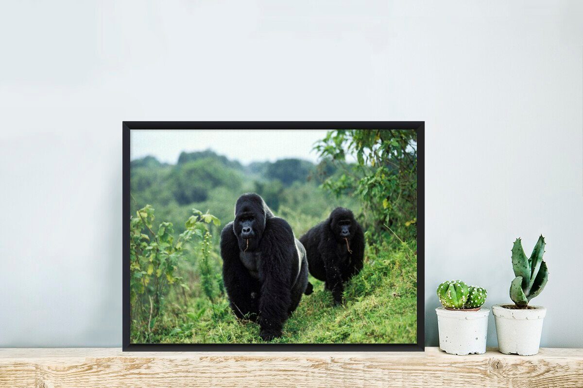 gefärbte Poster, schwarz Schwarzem Gerahmtes Gorillas Bilderrahmen MuchoWow Wanddeko, Wandposter, Poster grünen St), Bilder, (1 in Umgebung, Zwei einer