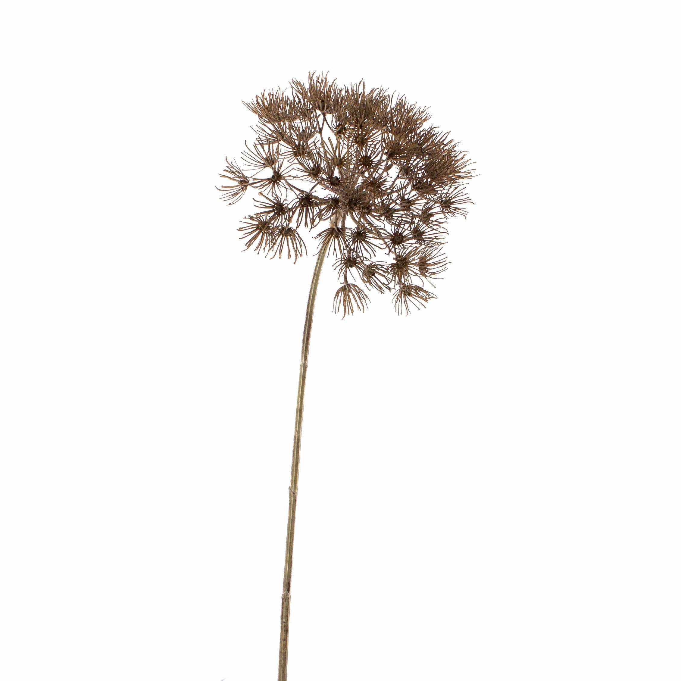 Kunstblume Künstliche Bärenklau Dolde Jerome, grau, 80cm - Kunst AST Heracleum Bärenklau, artplants, Höhe 80.0 cm