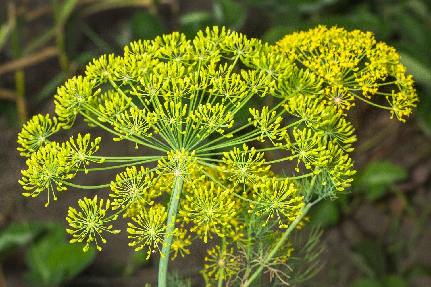 SAFLAX Kräutersamen SAFLAX - Samen - BIO - Dill