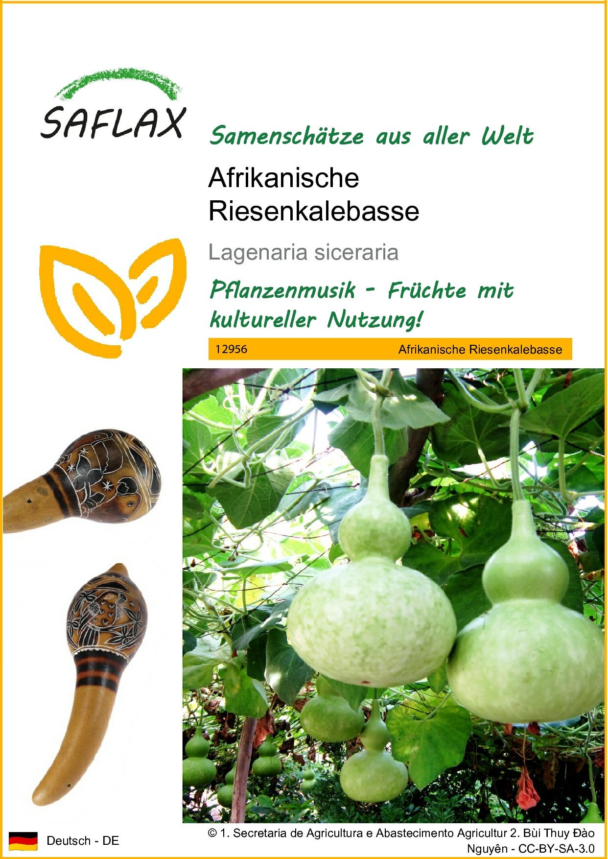 SAFLAX Blumensamen SAFLAX - Afrikanische Riesenkalebasse - 15 Samen - Lagen günstig online kaufen