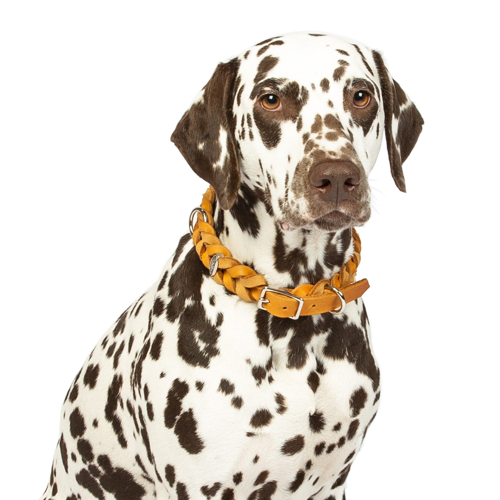 CopcoPet Hunde-Halsband Fettlederhalsband mit Dornschließe verchromt und Messing, Verchromt, Leder, Geflochten, Handarbeit