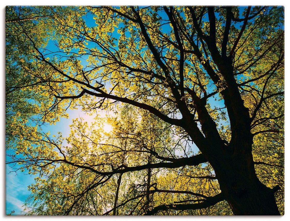 Artland Wandbild Frühlingssonne durch Baumkrone, Bäume (1 St), als Alubild,  Leinwandbild, Wandaufkleber oder Poster in versch. Größen