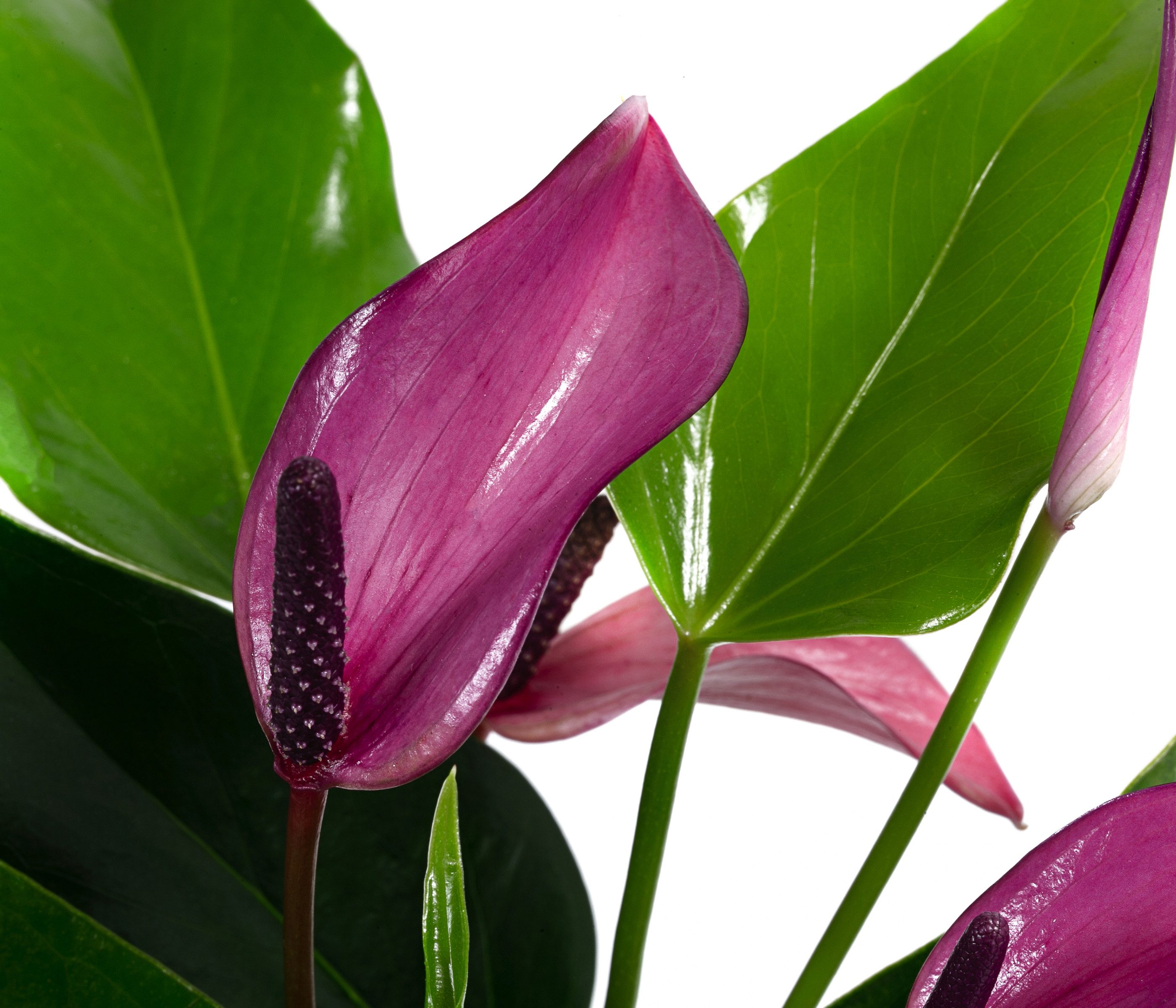 Dehner Zimmerpflanze Waterplant Flamingoblume, Anthurium Zizou, versch. Größen und Farben, pflegeleichte Wasserpflanze im Glas
