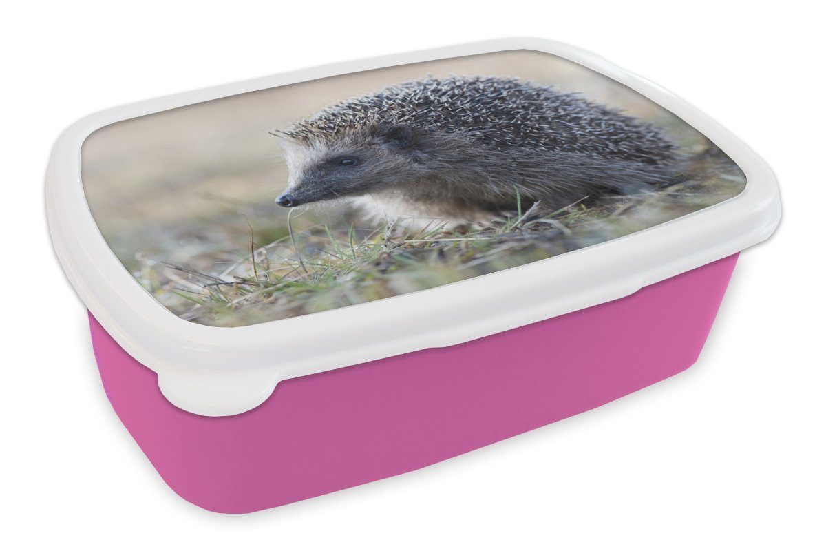 - Brotdose (2-tlg), rosa Erwachsene, Brotbox Mädchen, Lunchbox Tier für Igel Kunststoff MuchoWow Gras, - Kunststoff, Kinder, Snackbox,