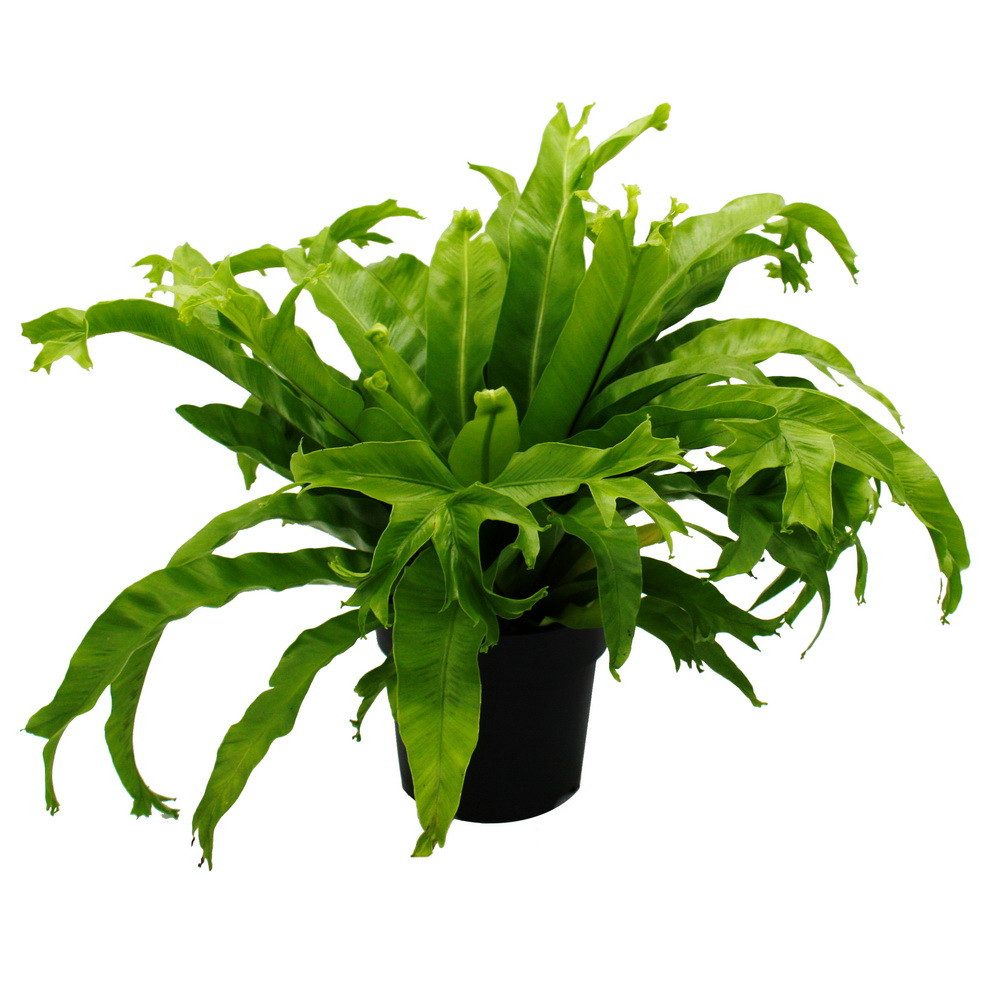 eukalyptus als zimmerpflanze geeignet Blauer Eukalyptus Pflanze
