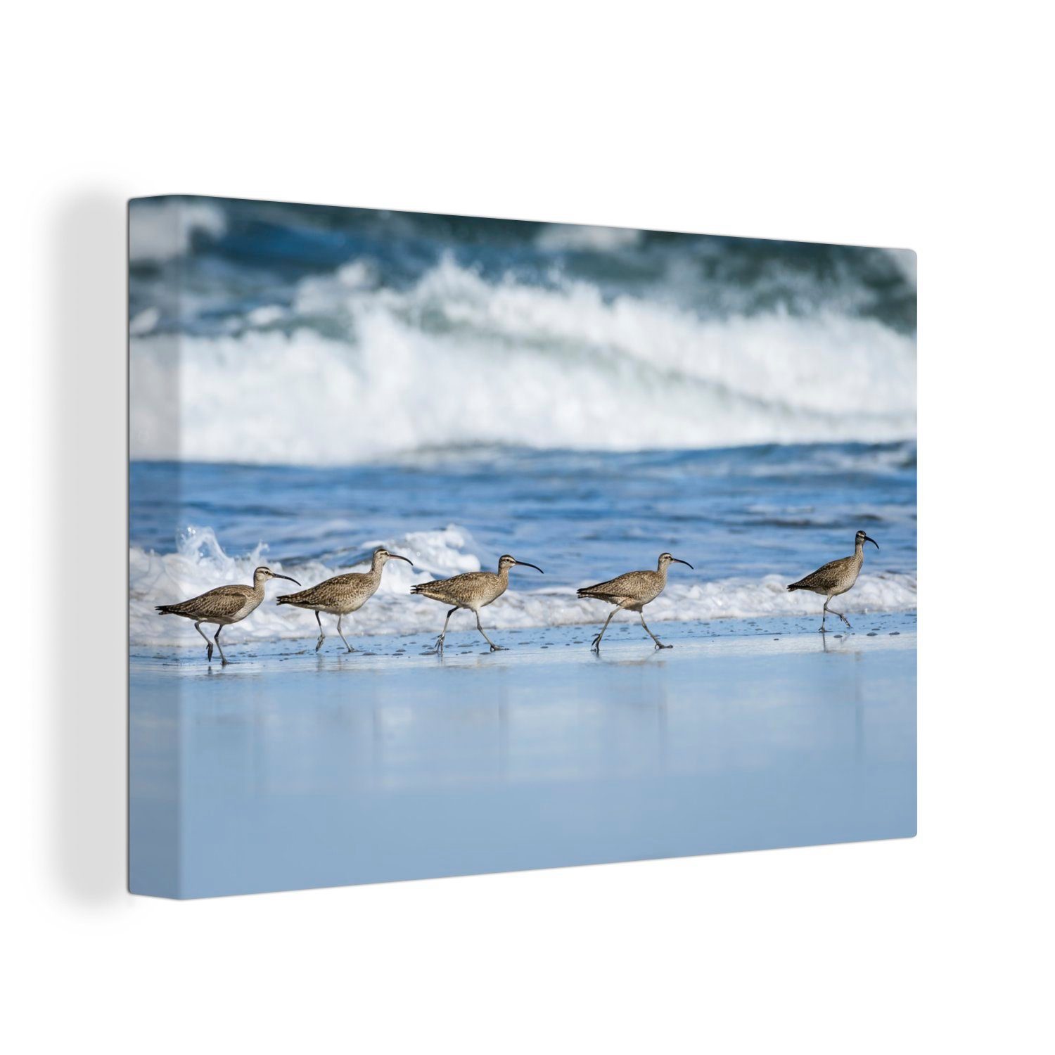 OneMillionCanvasses® Leinwandbild Fünf Regenbrachvögel in einer Reihe am Meer, (1 St), Wandbild Leinwandbilder, Aufhängefertig, Wanddeko, 30x20 cm