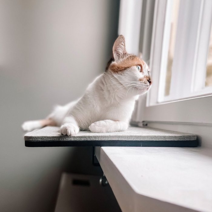 LucyBalu Katzenliege VIEW Fensterbankliege mit Auflage aus Wollfilz 64x32x2 cm