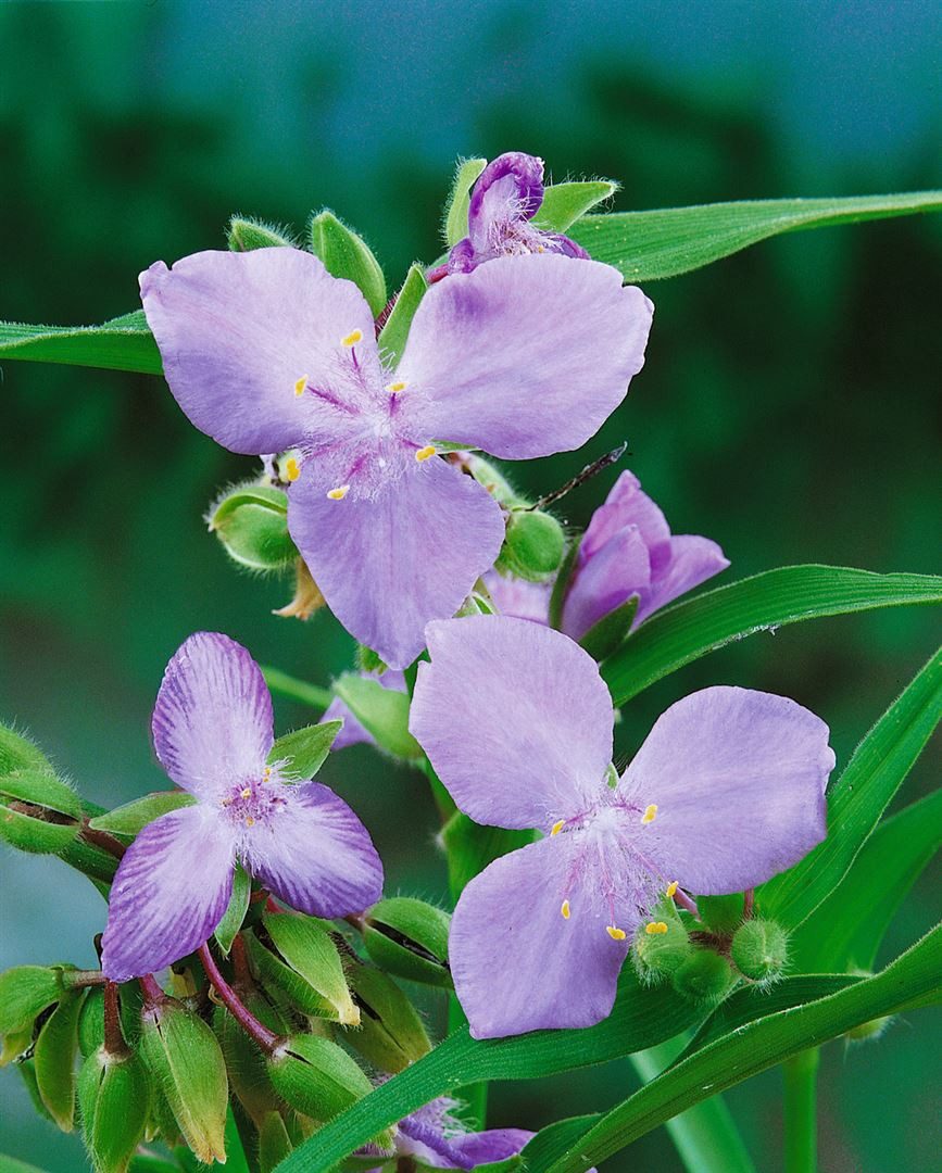 Pflanzen für Dich Staude Tradescantia anders. I.C.Weguelin, 1 St., Dreimasterblume