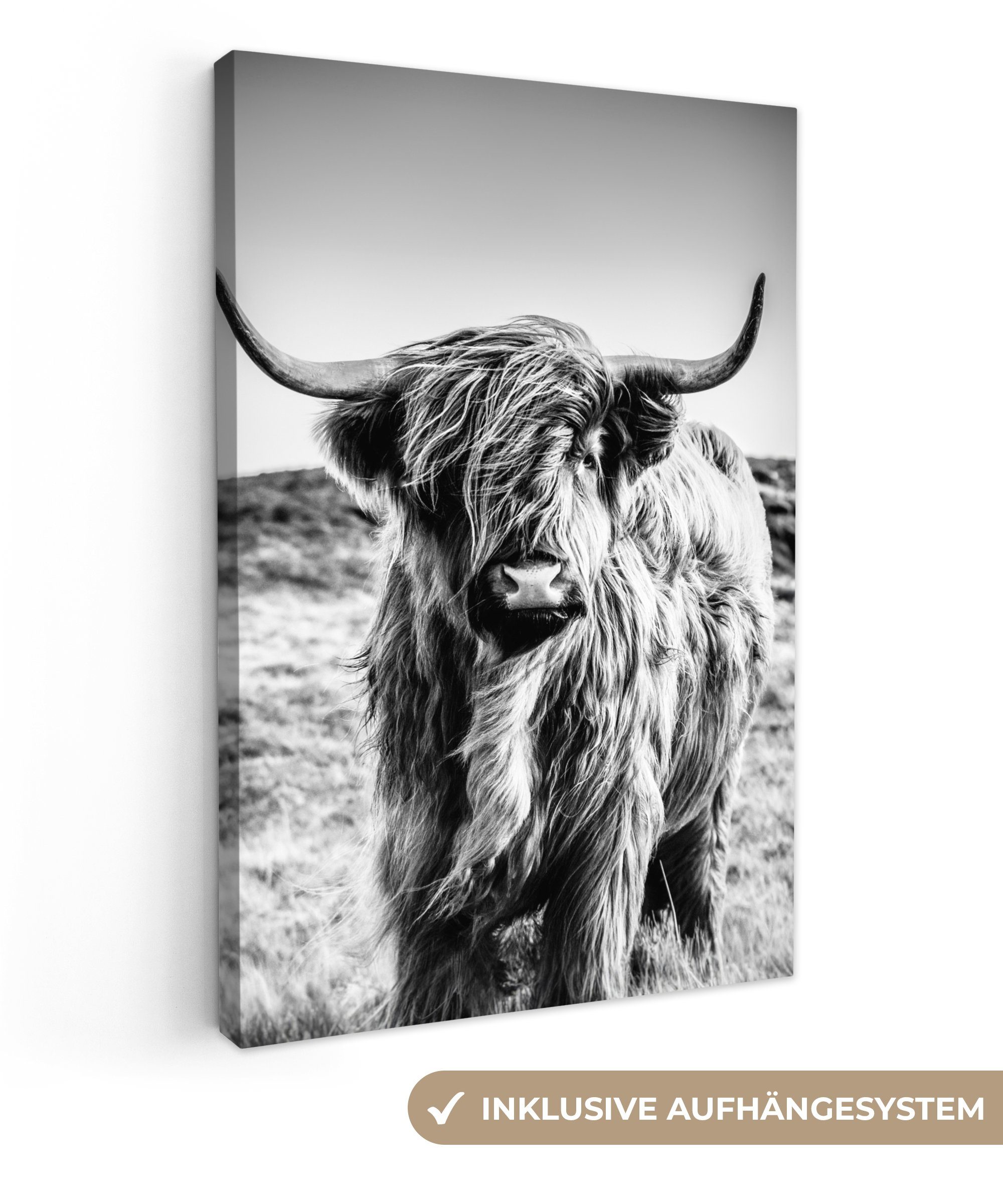 OneMillionCanvasses® Leinwandbild Schottischer Highlander - Natur - Kuh - S günstig online kaufen