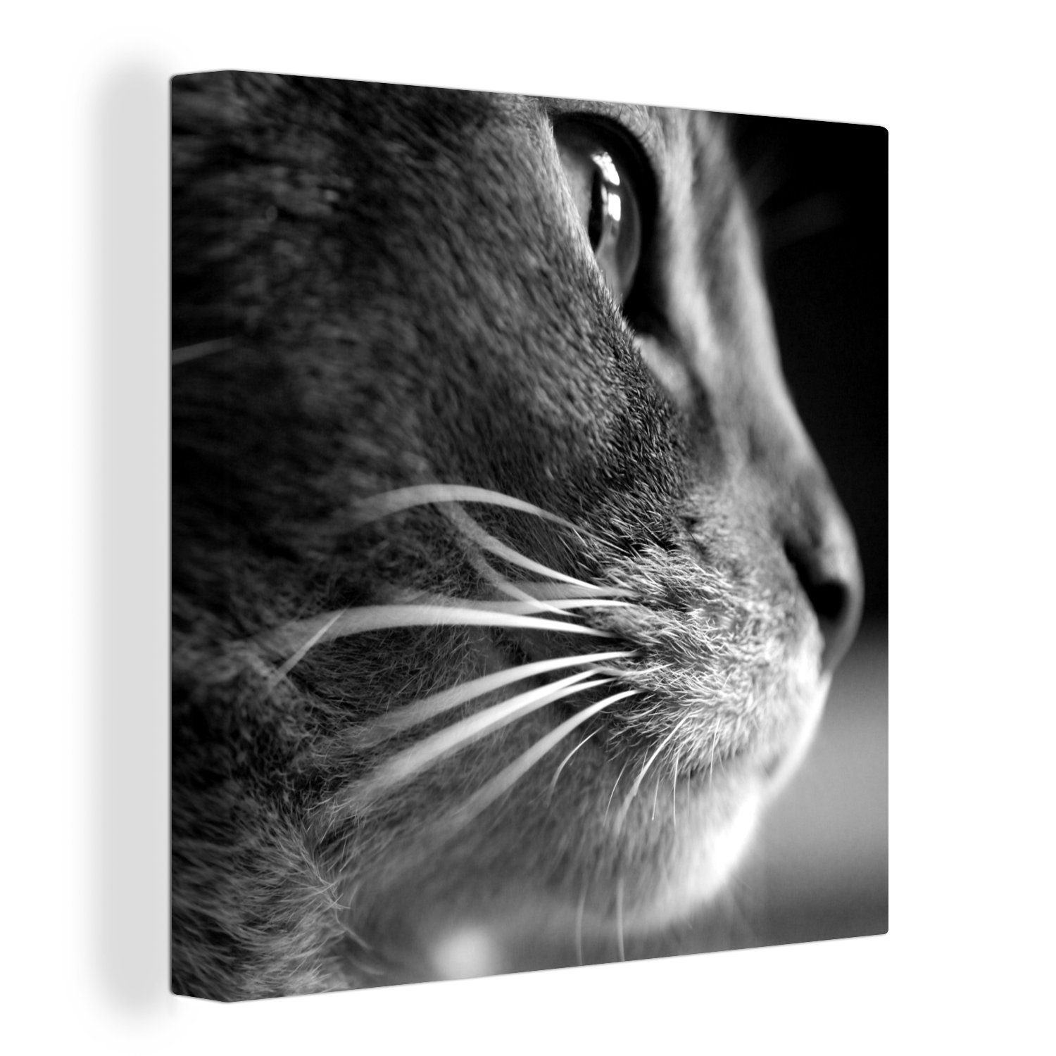 Wohnzimmer Schlafzimmer Bilder Tiere Katze OneMillionCanvasses® St), - Porträt, Leinwand - Leinwandbild - (1 für Abessinier