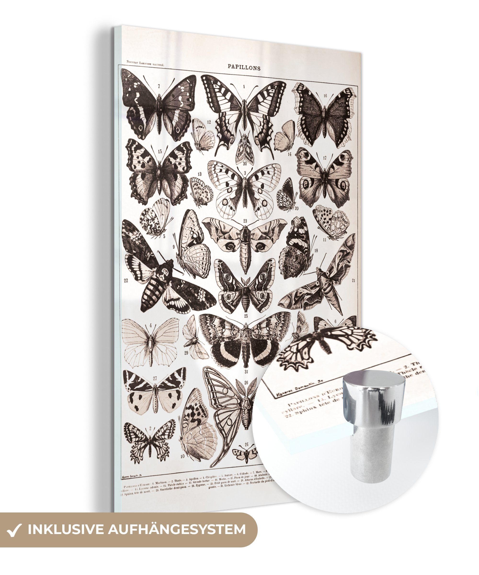 MuchoWow Acrylglasbild Tiere - Schmetterling - Schwarz - Weiß, (1 St), Glasbilder - Bilder auf Glas Wandbild - Foto auf Glas - Wanddekoration