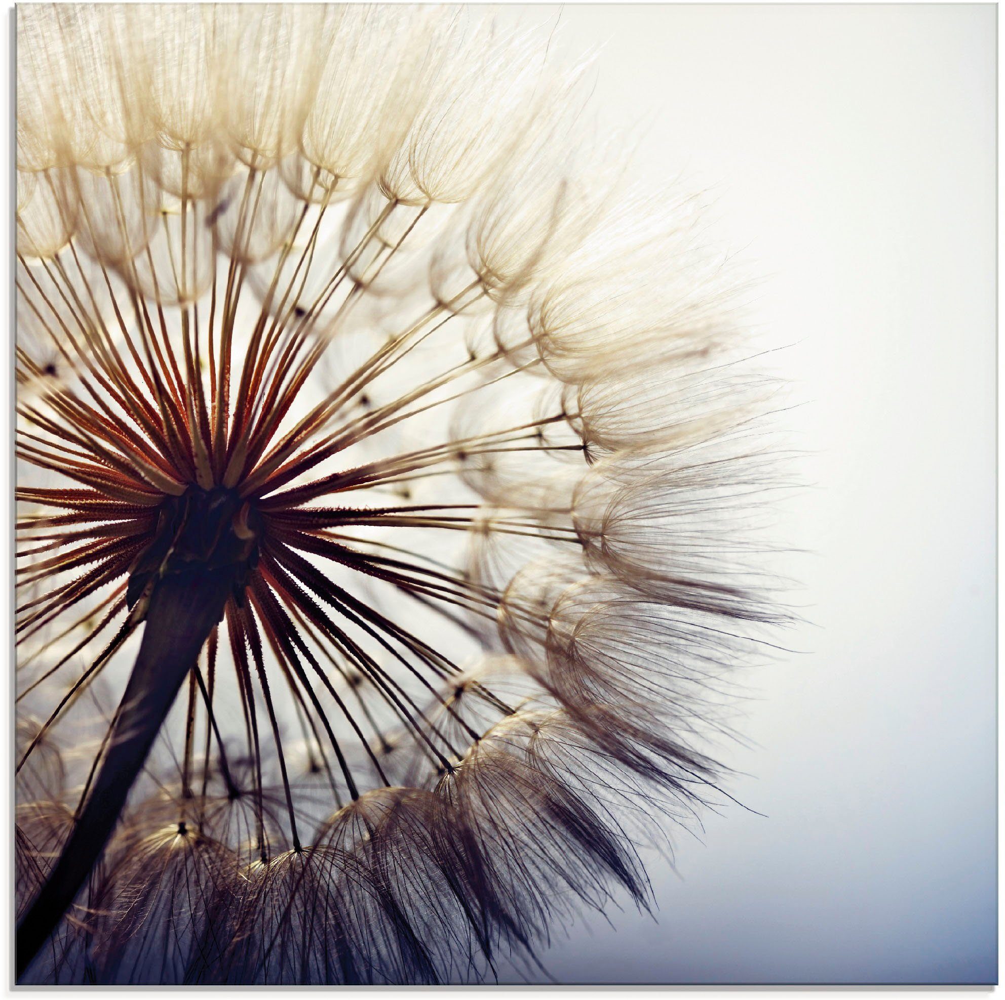 Artland Glasbild Große Pusteblume, Blumen (1 günstig online kaufen