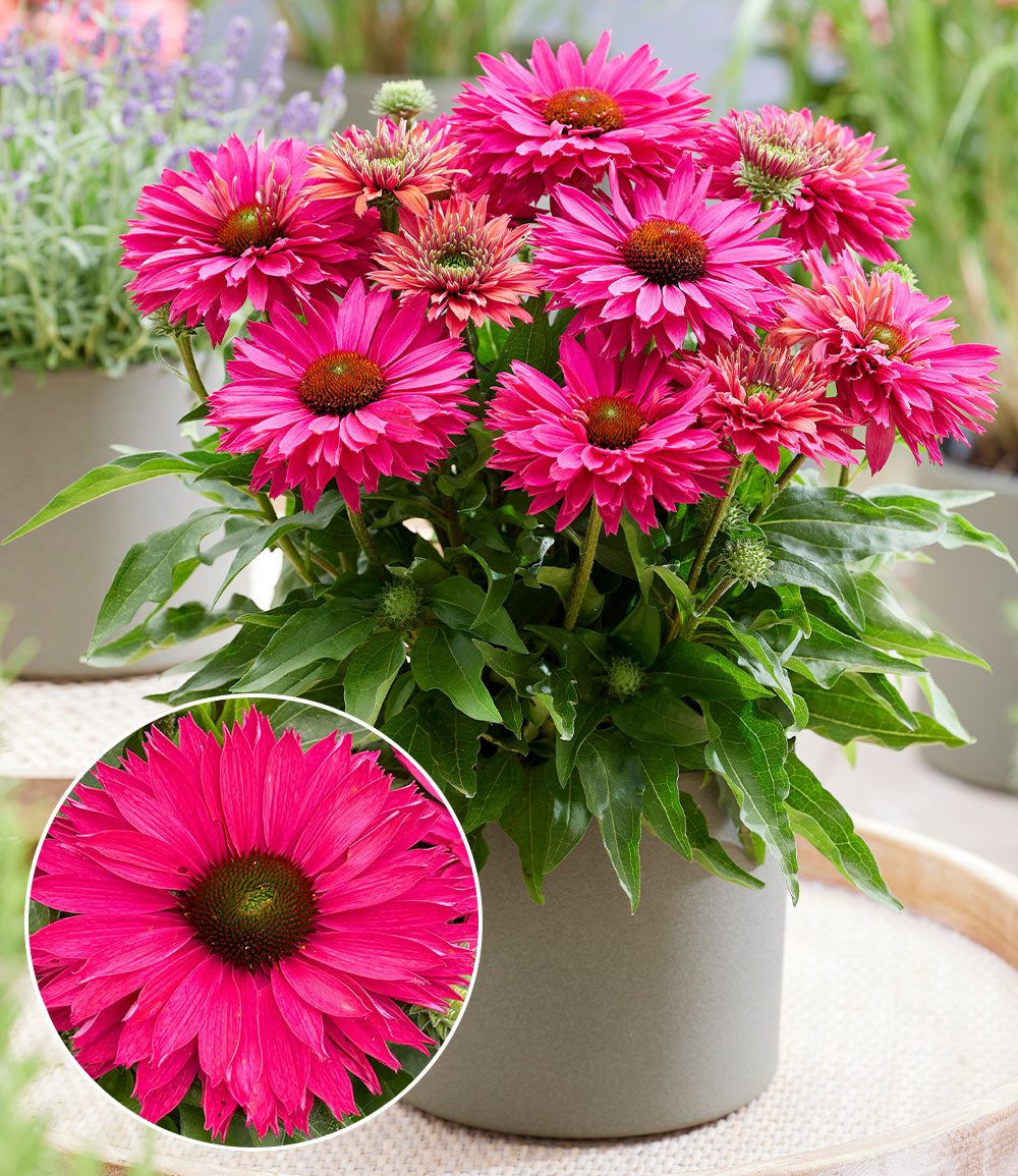 BALDUR Garten Staude Echinacea 'SunSeekers® Sweet Fuchsia', 1 St., Halbgefüllte blüten, gefüllte Blüten,winterhart, mehrjährig