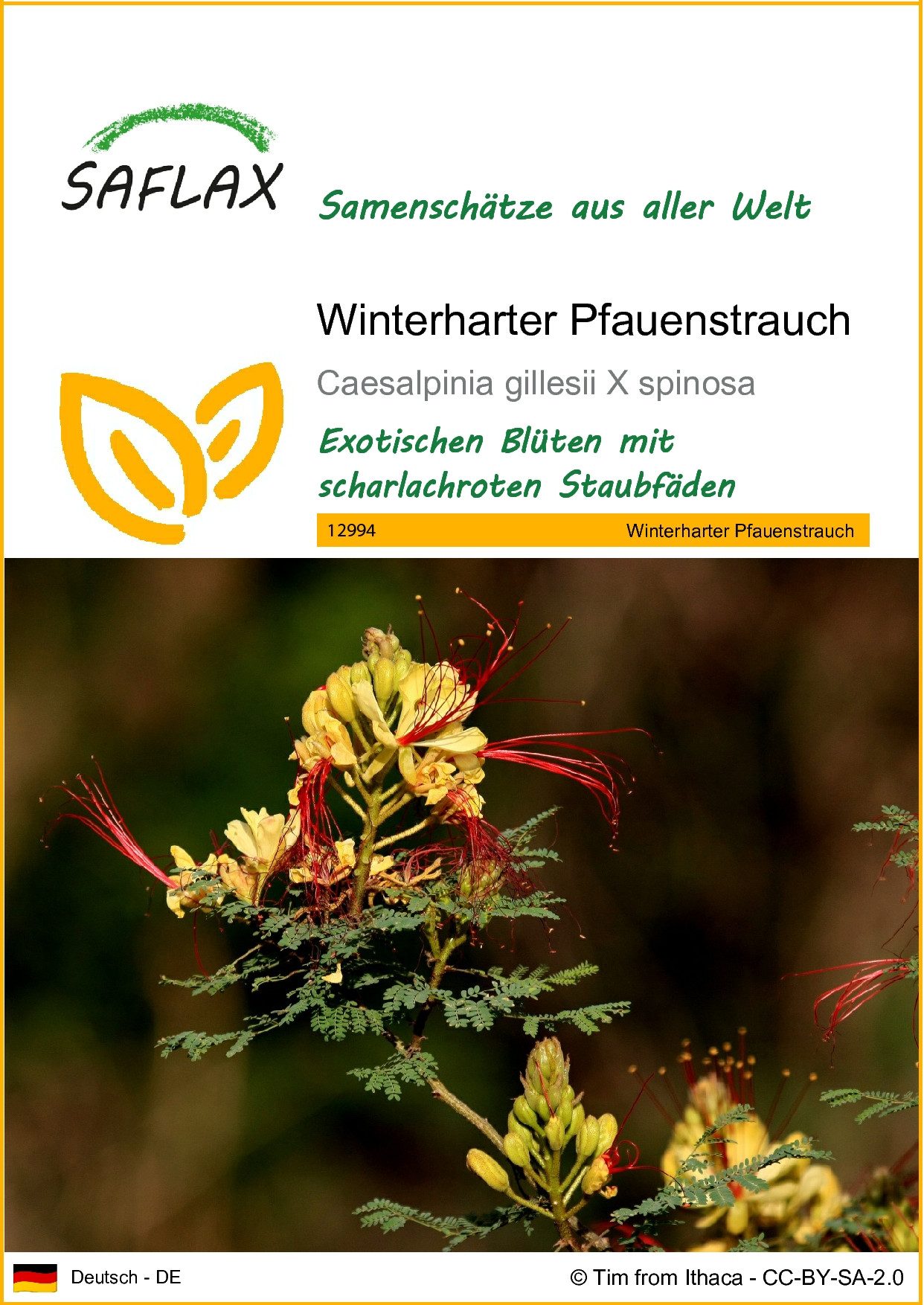 Blumensamen SAFLAX - Samen - Winterharter Pfauenstrauch
