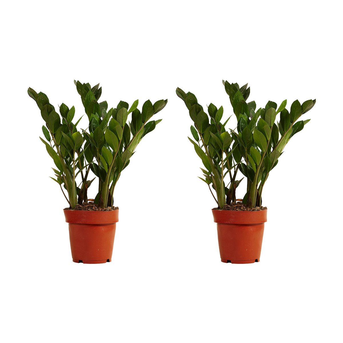 Bloomique Zimmerpflanze 2er-Set Zamioculcas Zamiifolia, Glücksfeder, 30-40 cm, Topf 12 cm, 2 St.