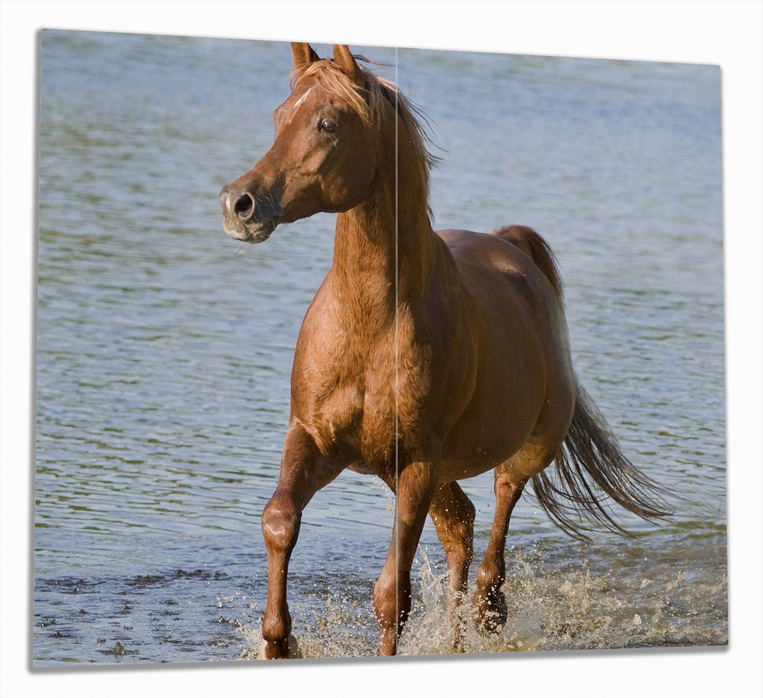 Pferd (Glasplatte, 5mm verschiedene Größen inkl. Braunes Wallario 2 am Wasser, Araber Noppen), Meer tlg., am Herd-Abdeckplatte ESG-Sicherheitsglas,