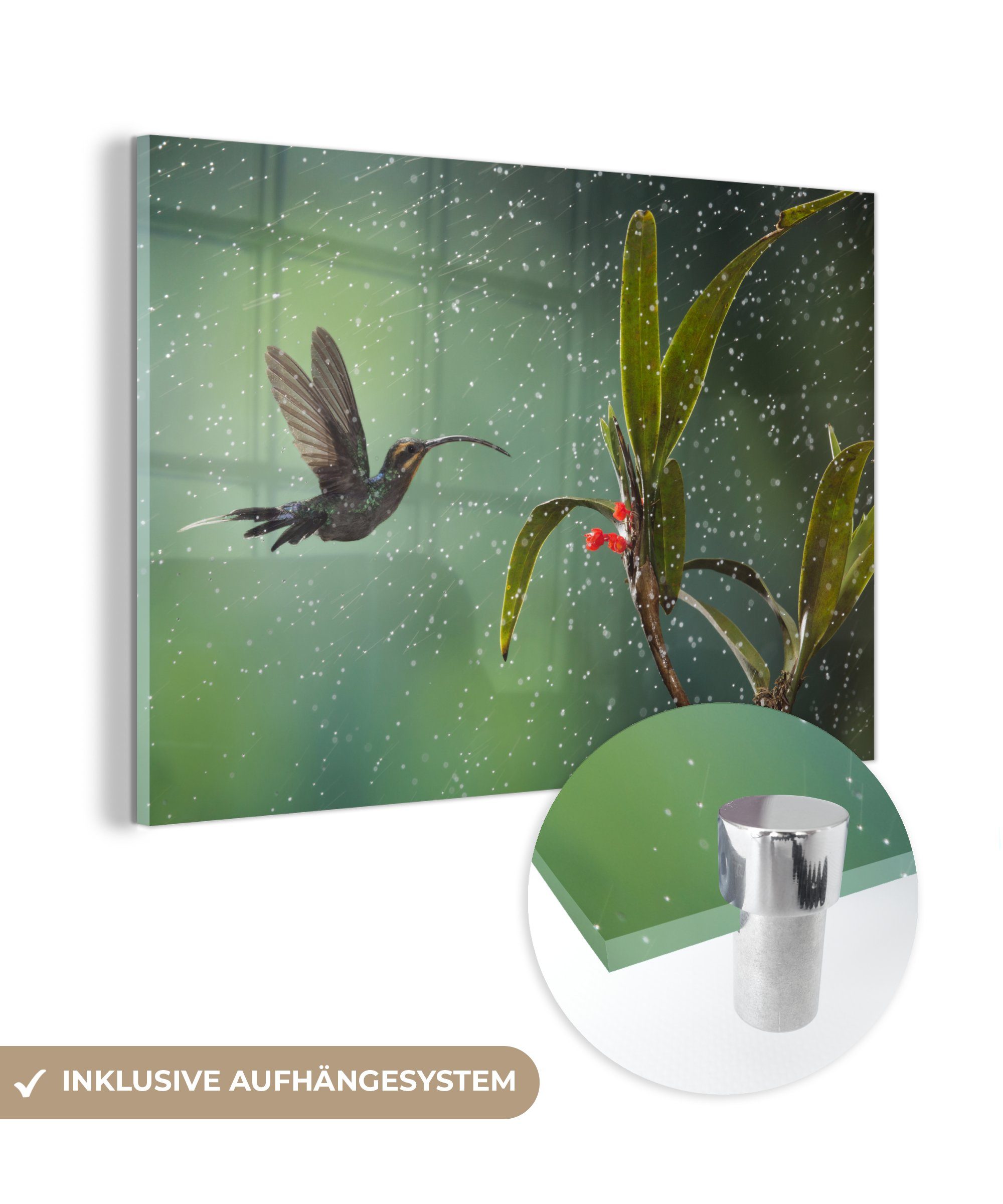 MuchoWow Acrylglasbild Kolibri - Vogel - Regen - Laub, (1 St), Acrylglasbilder Wohnzimmer & Schlafzimmer