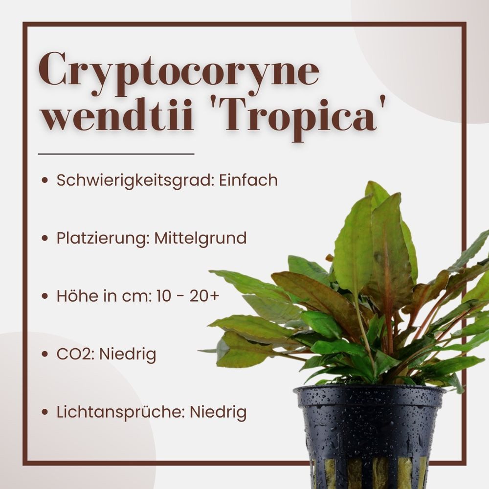 Aquaone Wasserpflanze Aquarium Pflanze Cryptocoryne wendtii 'Tropica' Nr.30 günstig online kaufen